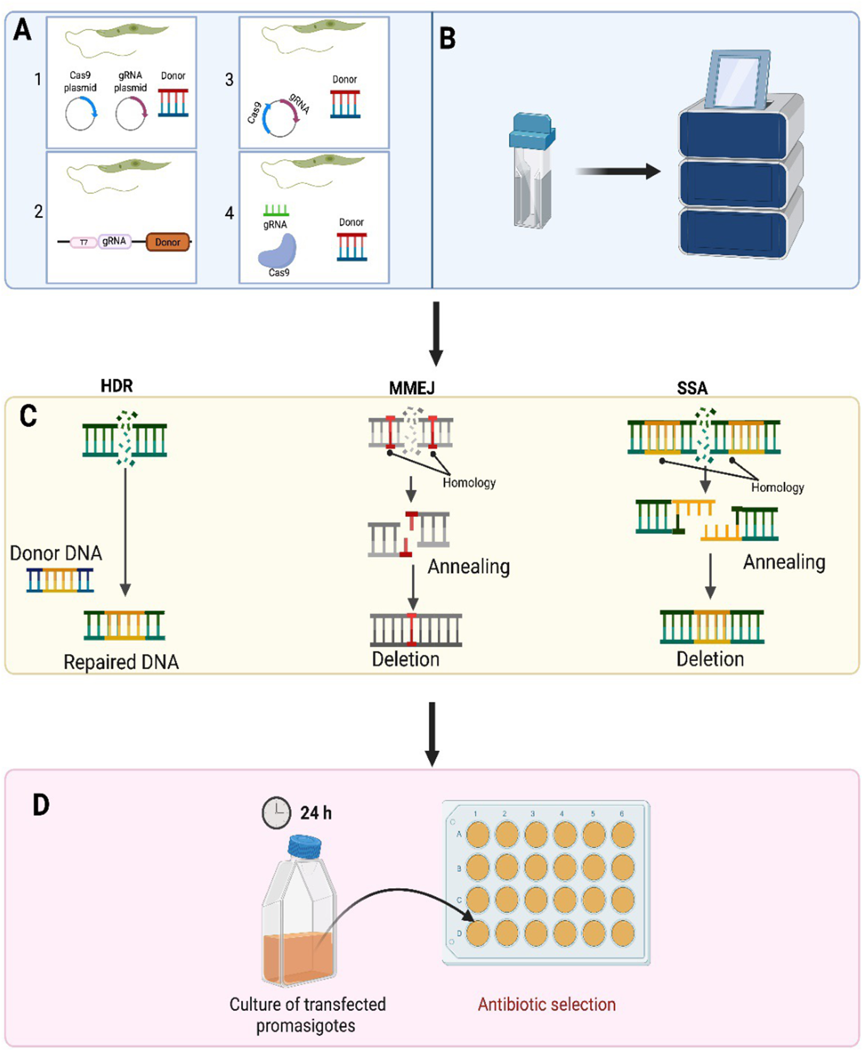 A diagram showing CRISPR-Cas9 genome editing in Leishmania with plasmid strategies, transfection, DNA repair and antibiotic selection. See long description.