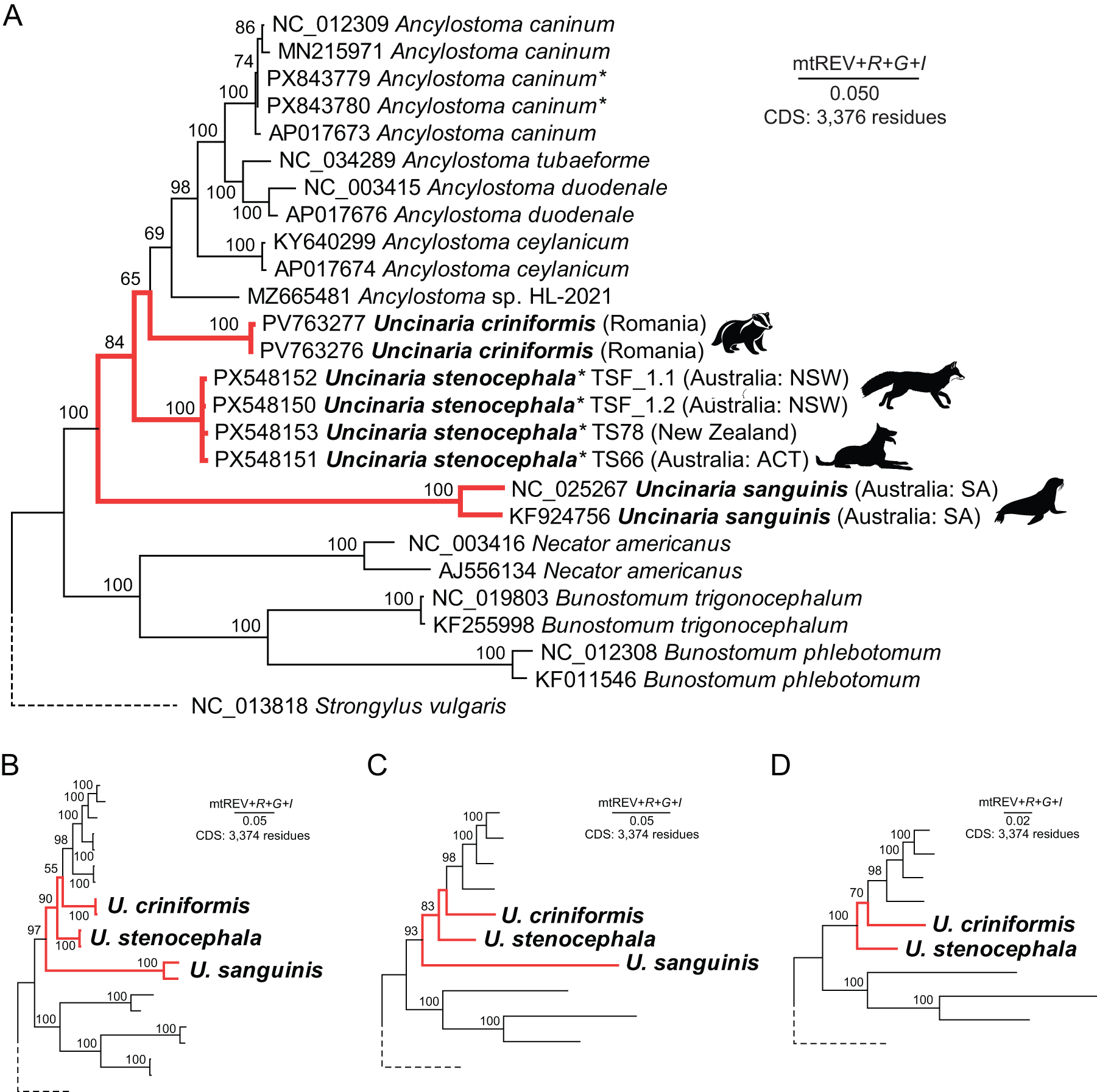 Phylogenetic trees showing relationships among hookworm species based on mitochondrial protein-coding gene sequences. See long description.
