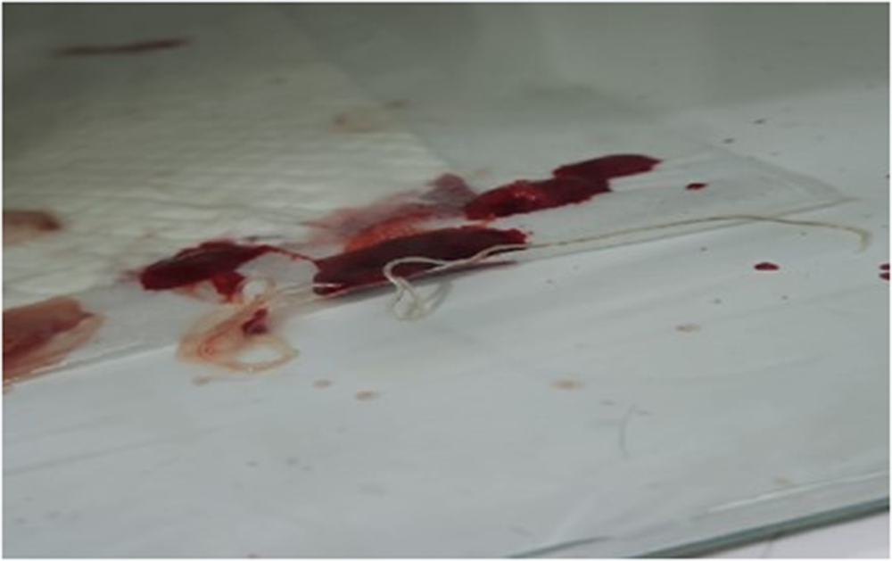 A worm on a surface with blood stains nearby.