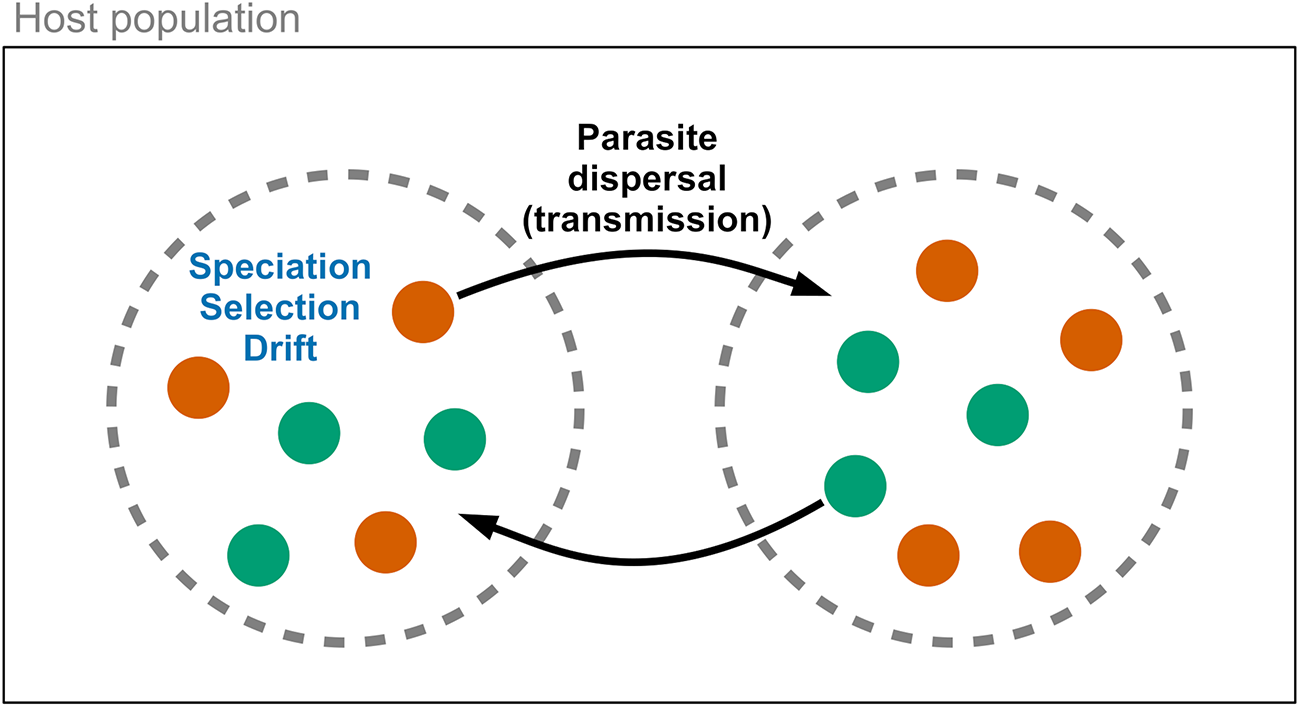 A diagram showing parasite metacommunity dynamics within host populations, illustrating speciation, selection, drift and dispersal. See long description.