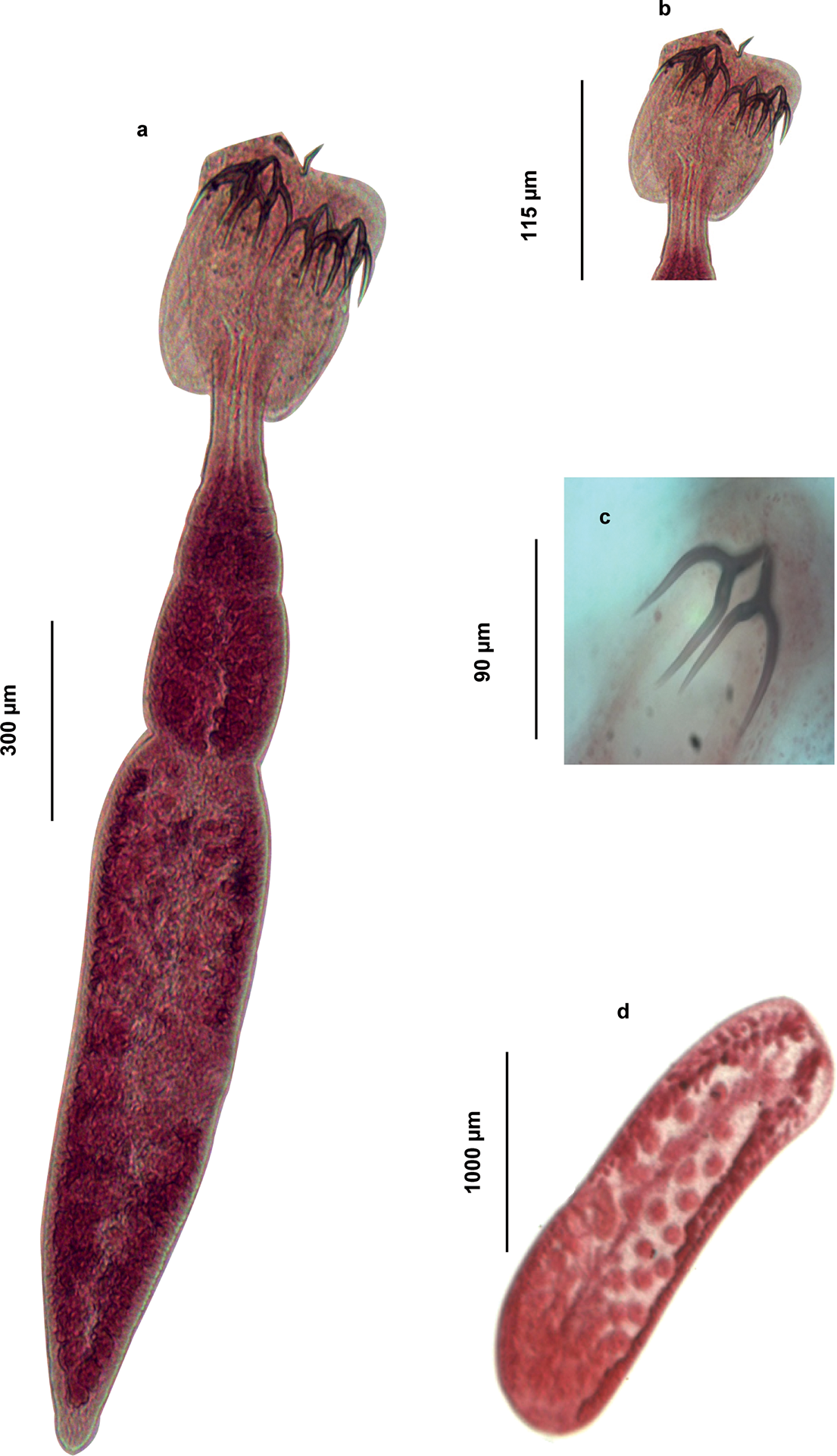 Figure 5
