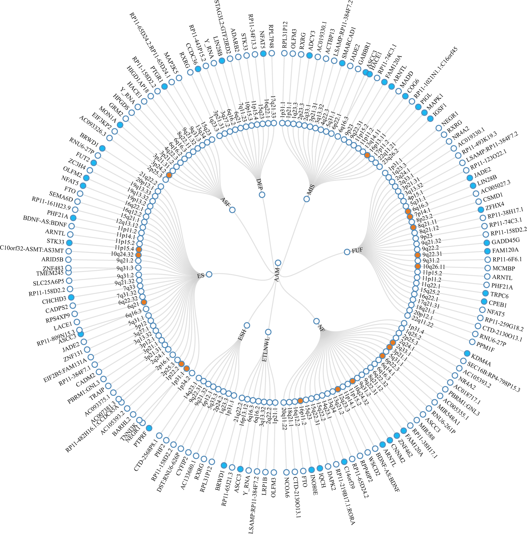 Radial diagram mapping pleiotropic loci and nearest genes for eight trait pairs with loci in orange and genes in blue. See long description.