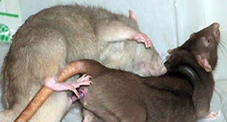 A photo shows mating in rats. A female rat is being mounted by a male rat. The female displays the arched body posture known as lordosis, which facilitates the male’s entry.