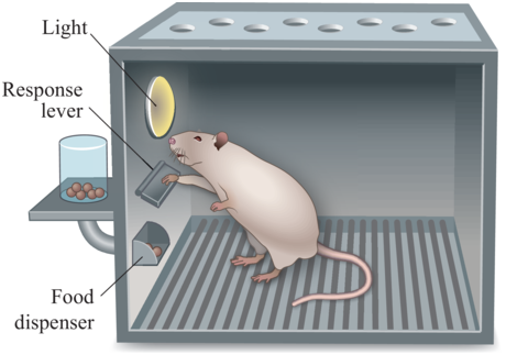 A Skinner box housing a rat. The box includes a response lever, a light cue, and a food dispenser used in behavioural experiments. See long description.