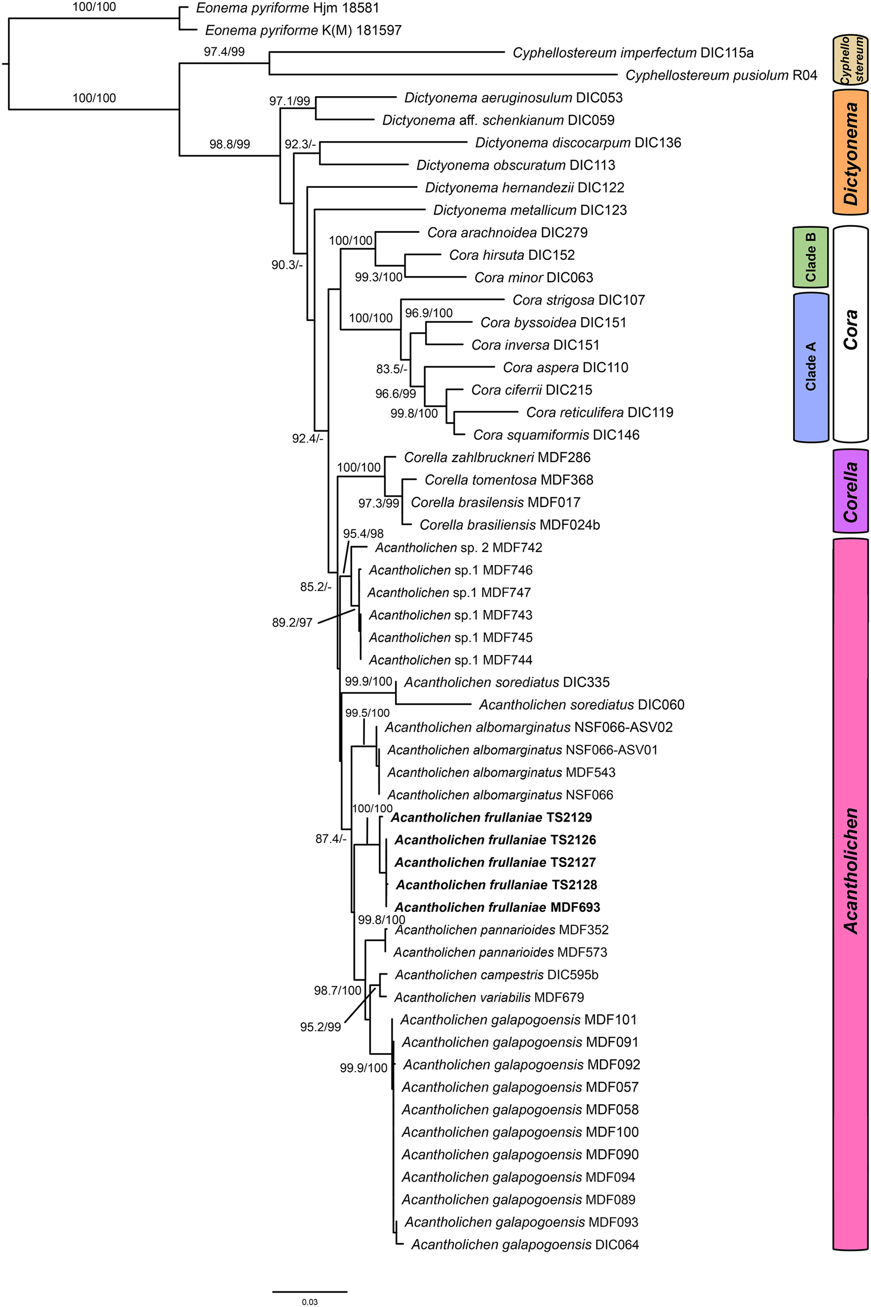 A phylogenetic tree showing relationships among Dictyonema clade genera and outgroup Eonema pyriformis, with major clades and support values labeled. See long description.