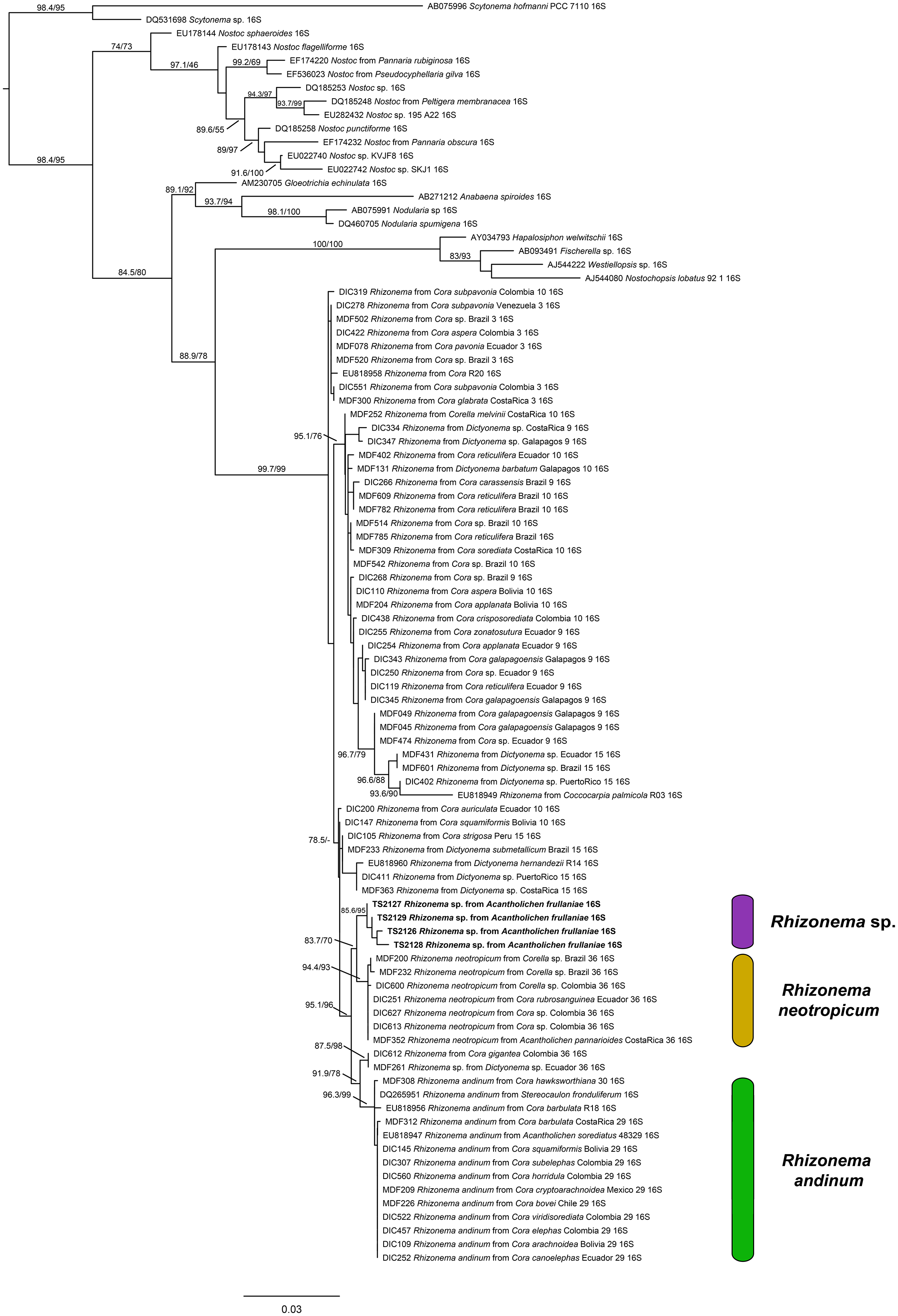 A phylogenetic tree based on 16 S r R N A sequences shows relationships among Rhizonema species, with clades grouped by color and support values at nodes. See long description.