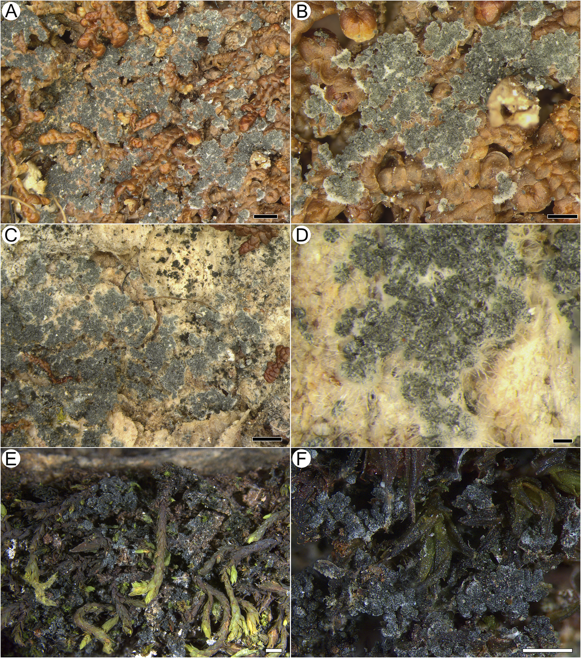 Six-panel photo showing Acantholichen frullaniae growing on various substrates, including liverwort, bark, and moss, with close-ups highlighting granules and hypothallus. See long description.