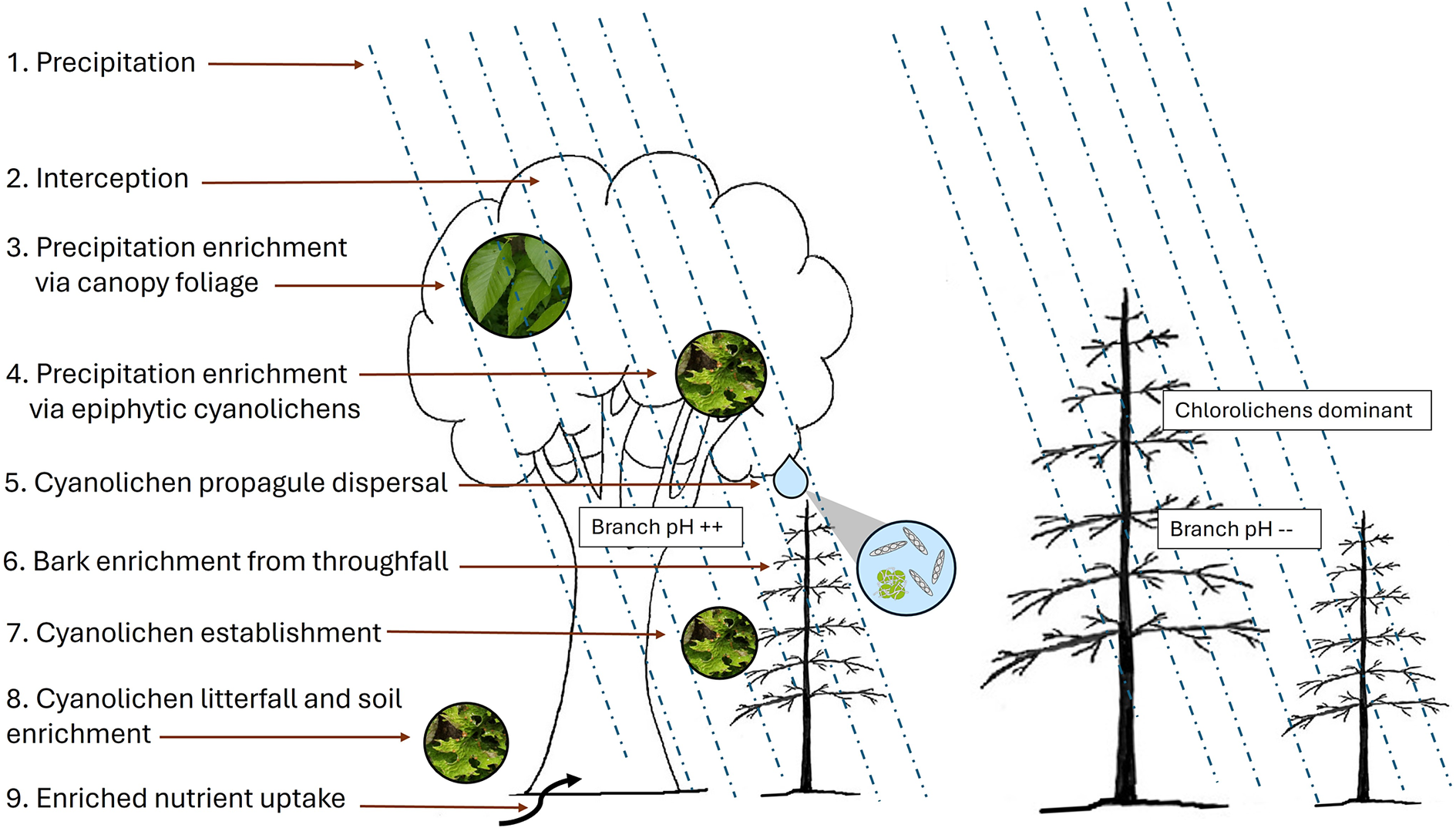 A conceptual flowchart showing how old yellow birch dripzone processes facilitate cyanolichen establishment and nutrient cycling on conifers compared to chlorolichen dominance outside the canopy. See long description.