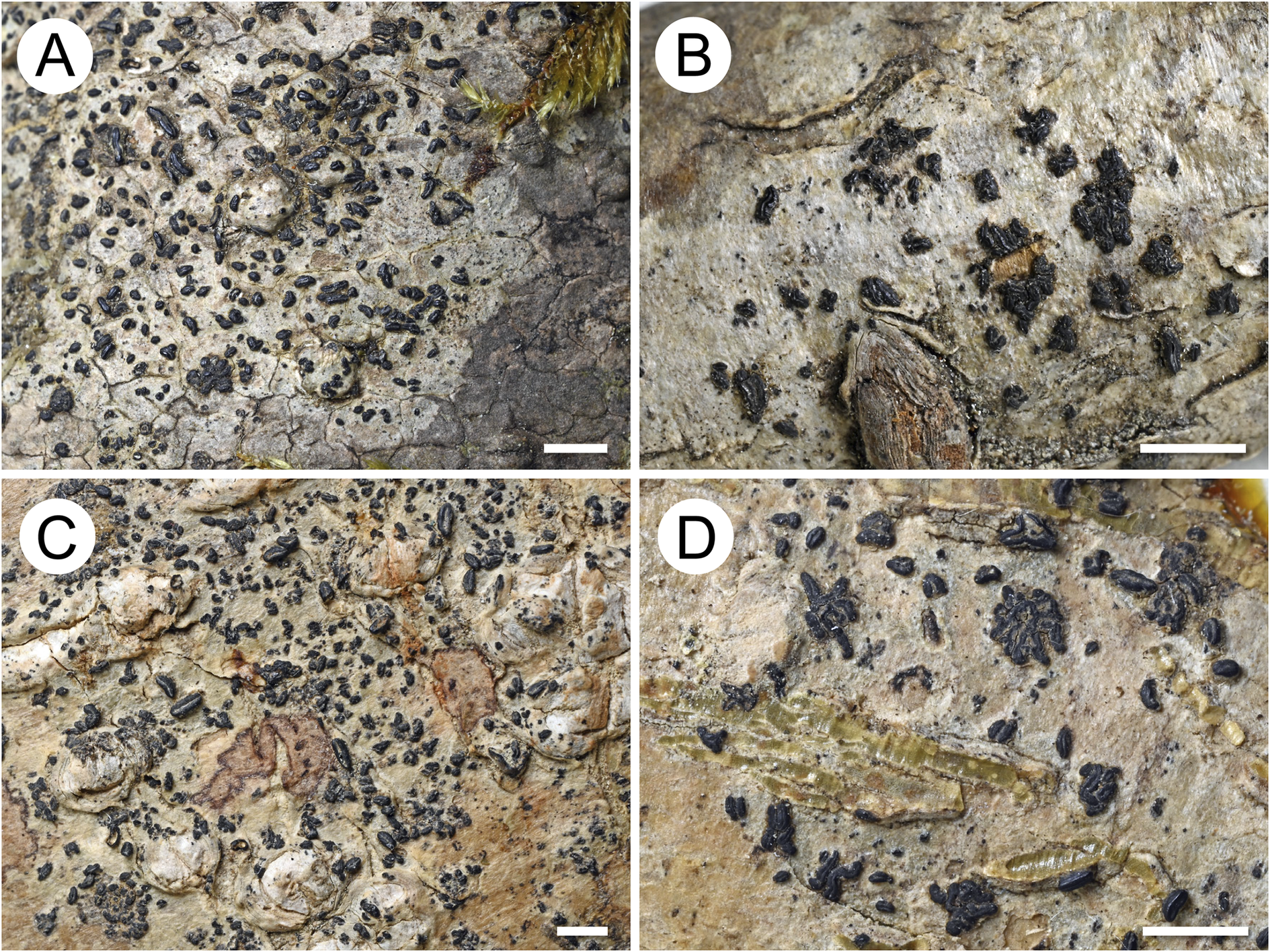 A four-panel photo
comparing lirellae clusters and distribution on Allographa
pauciloculata and A. anomala thalli with variation in density
and grouping. See long description.
