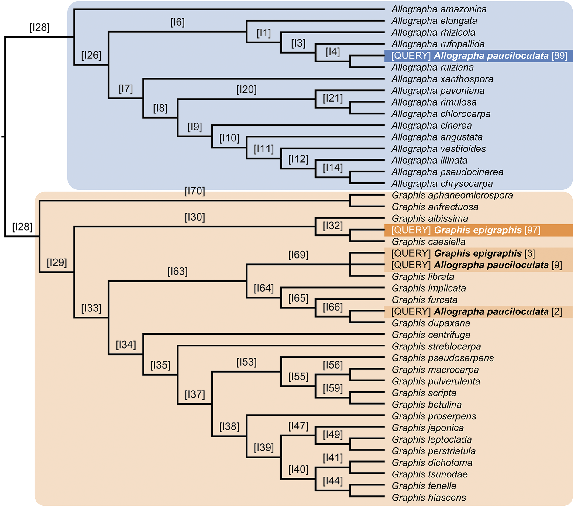 A color-coded
phylogenetic tree shows alternative placements and support
values for Graphis epigraphis and Allographa pauciloculata based
on morphology. See long description.