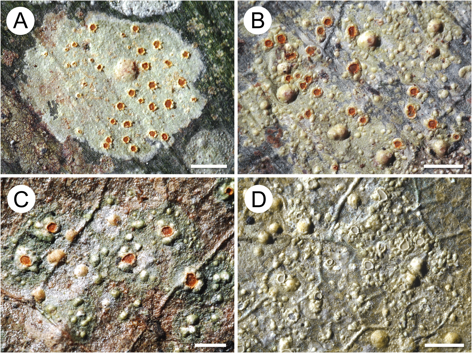 Four-panel photo showing
different Chroodiscus species parasitizing Porina thalli, each with
distinct patterns of orange or pale spots and bumps on leaf
surfaces. See long description.