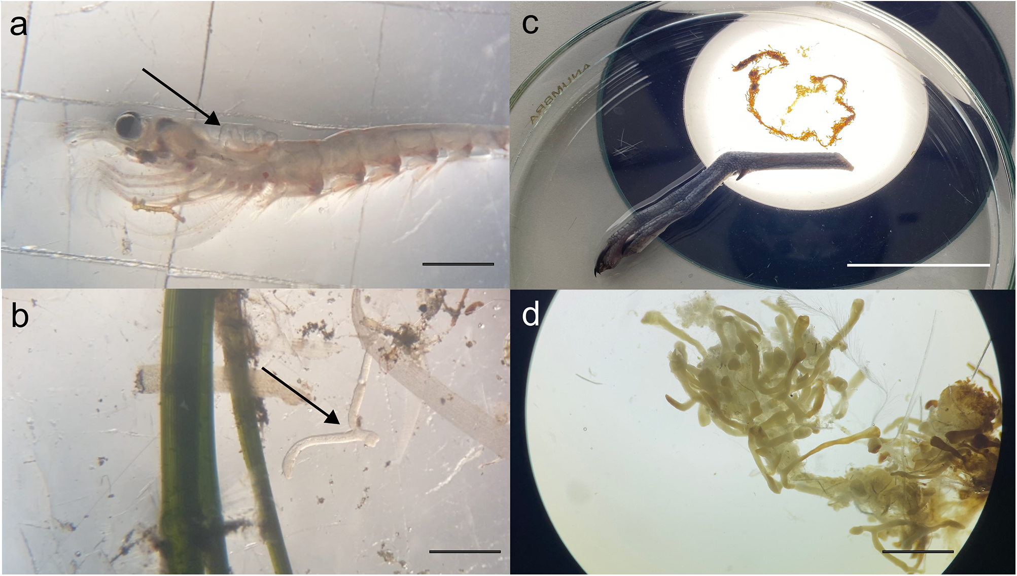 A composite micrograph with four labeled views of a small translucent specimen and plant-like fragments on a pale background. See long description.