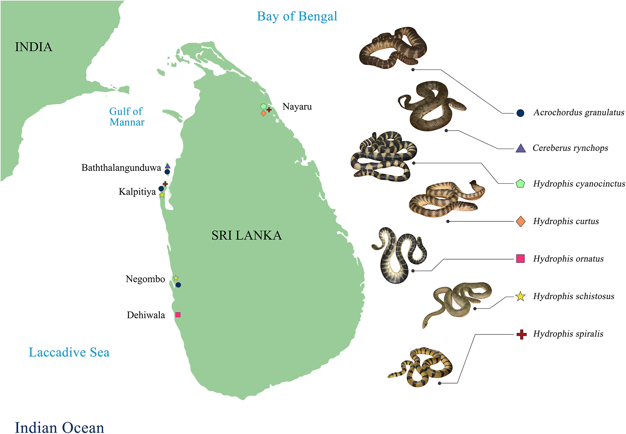 A map of Sri Lanka showing landing locations of marine snakes caught through fisheries bycatch, with species indicated by symbols. See long description.