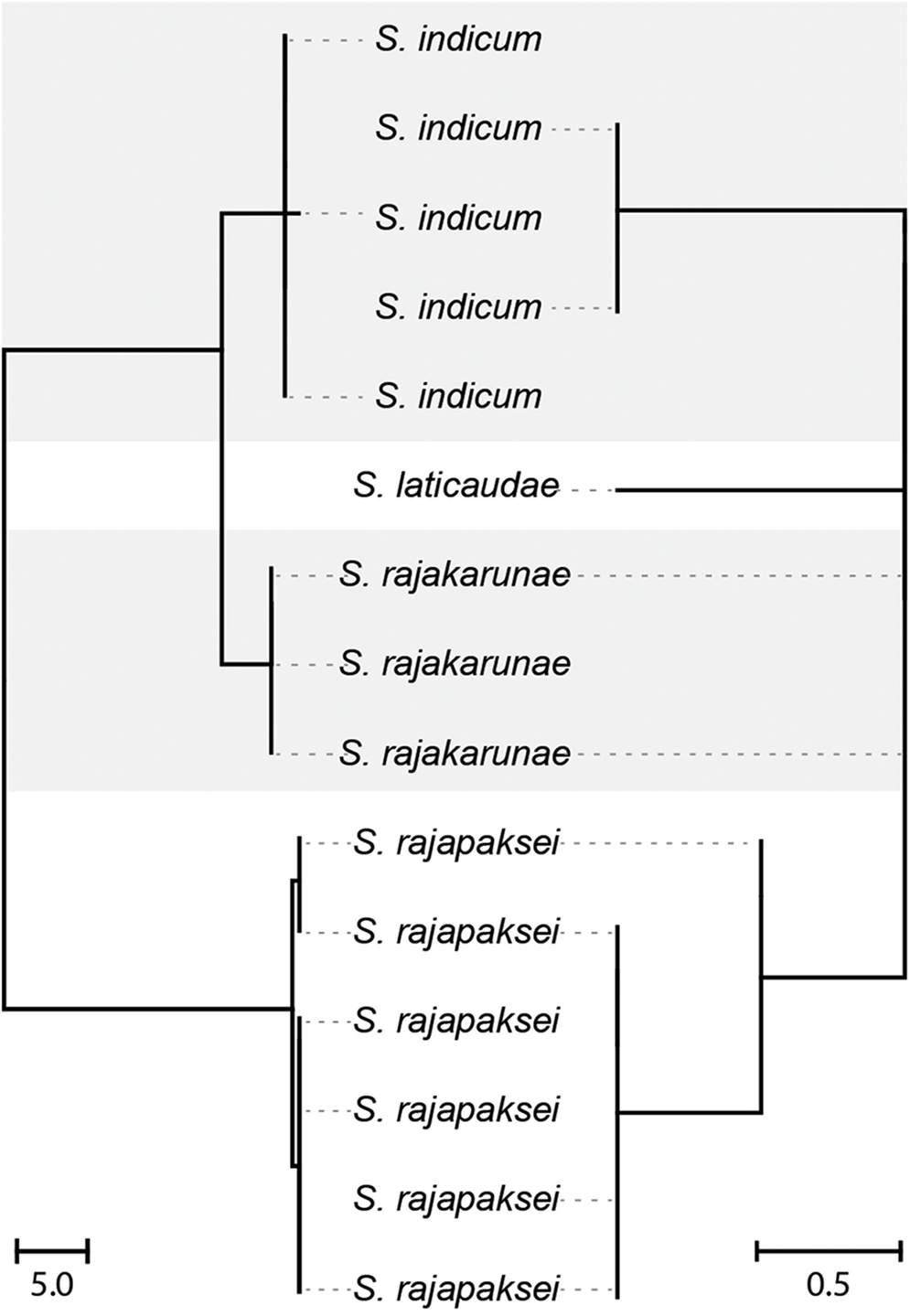 Unrooted neighbor-joining tree showing genetic relationships among species based on COI mtDNA and 28S rDNA. See long description.