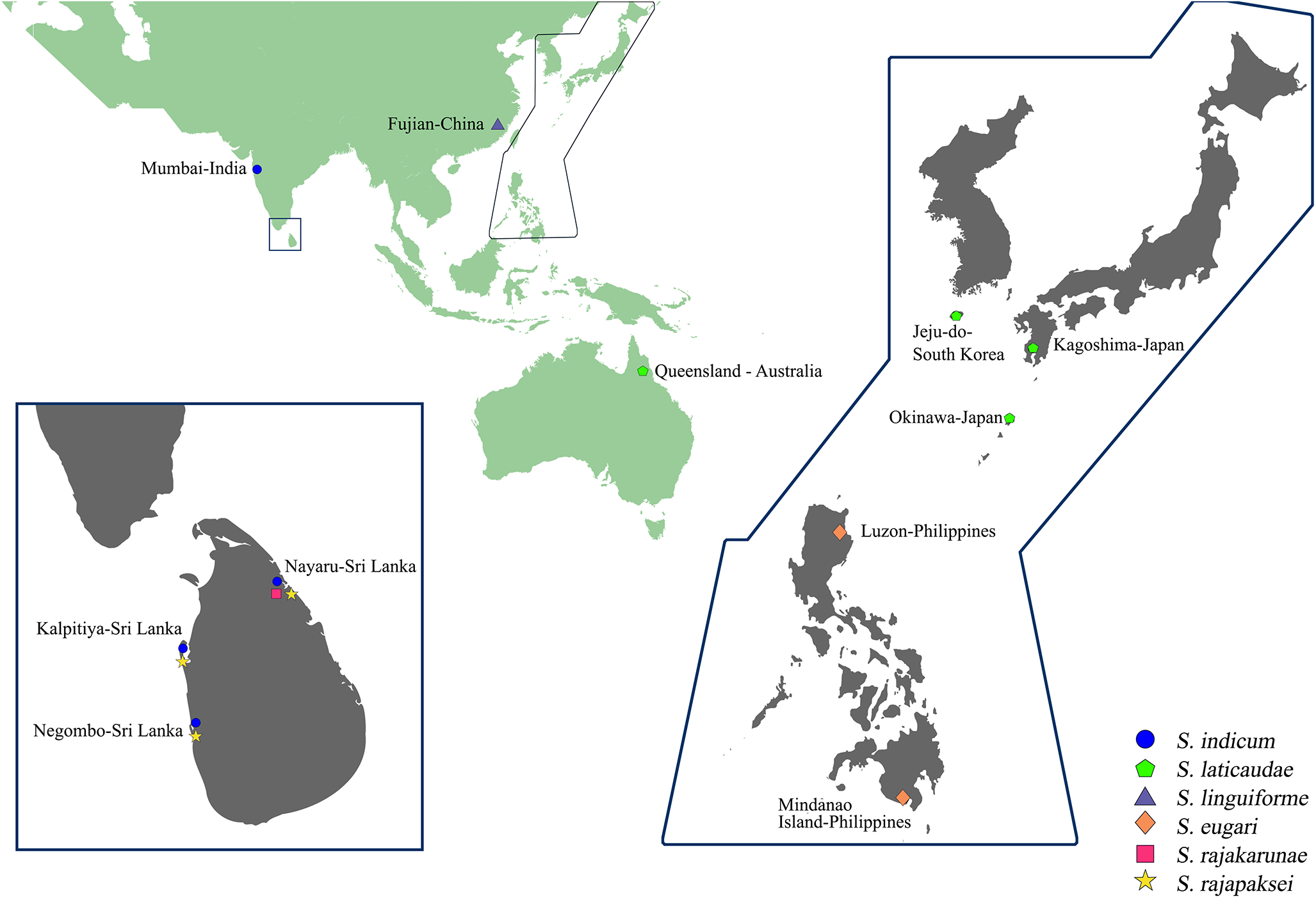 A map showing the geographic range of Sagaratrema species in the Indo-West Pacific, with specific locations in India, China, Australia, Sri Lanka, South Korea, Japan and the Philippines. See long description.