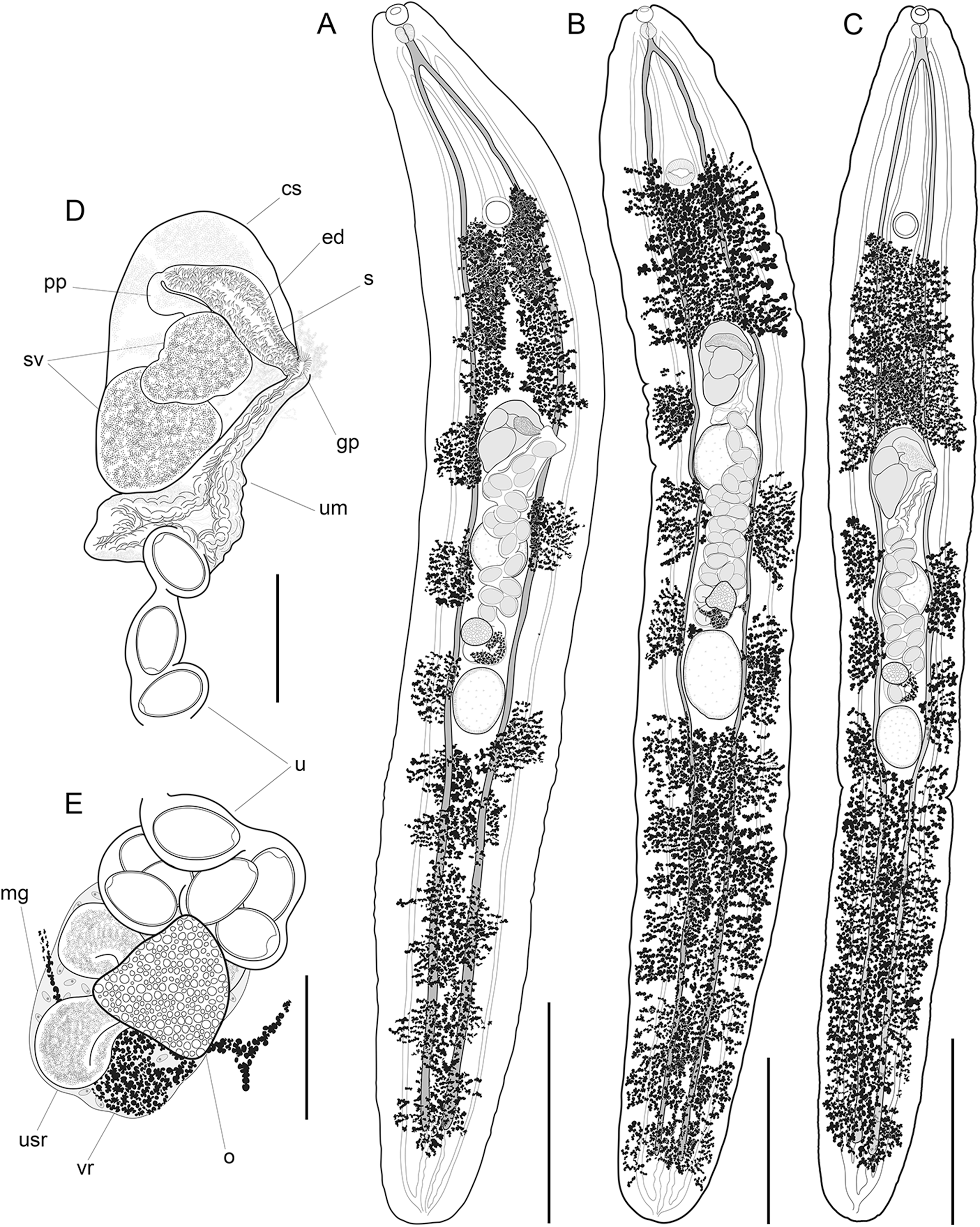 Anatomical illustrations of parasites recovered from marine snakes in Sri Lanka, showing ventral views and reproductive organs. See long description.