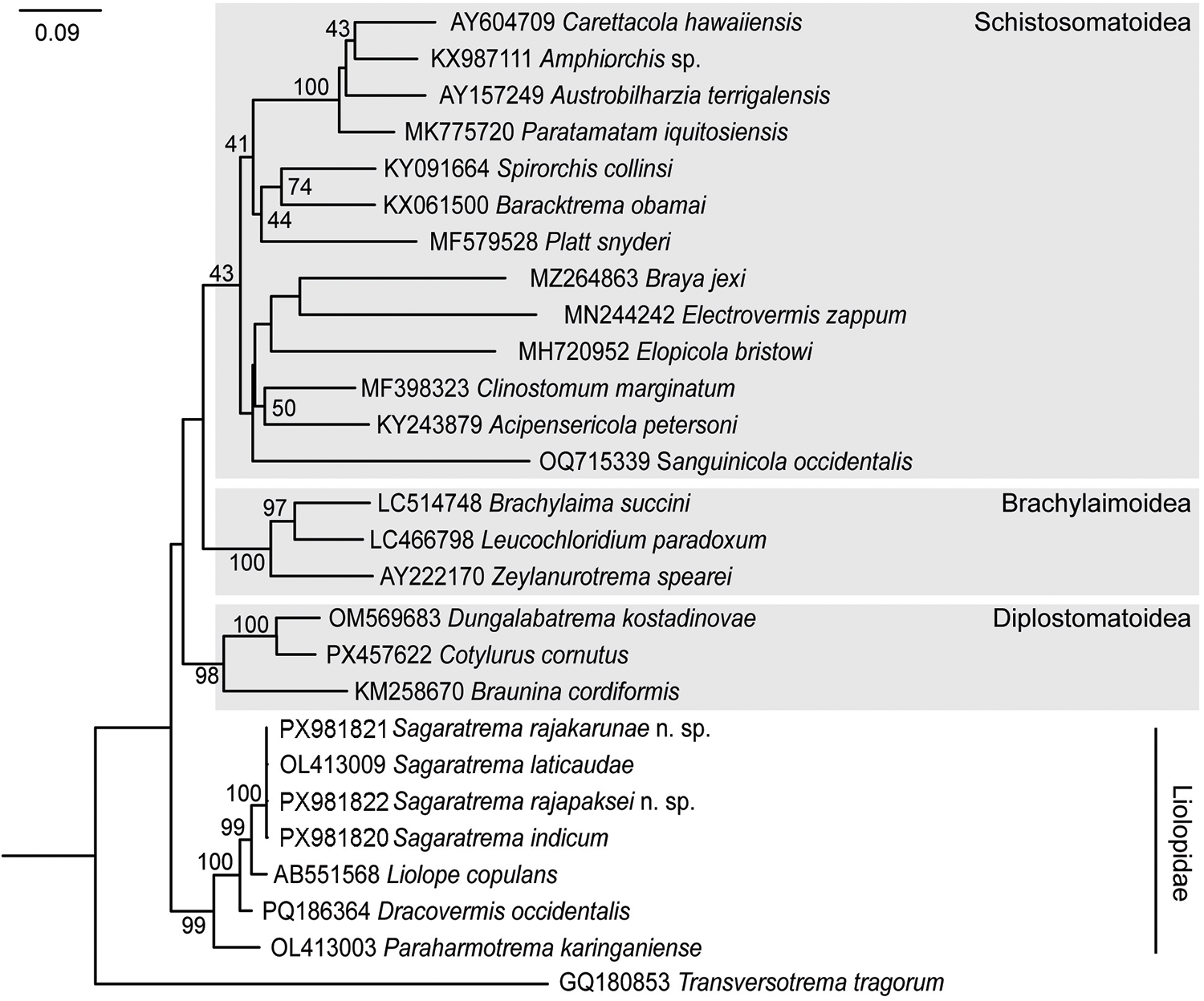 Phylogenetic tree showing relationships among Diplostomida based on 28S rDNA analysis. See long description.
