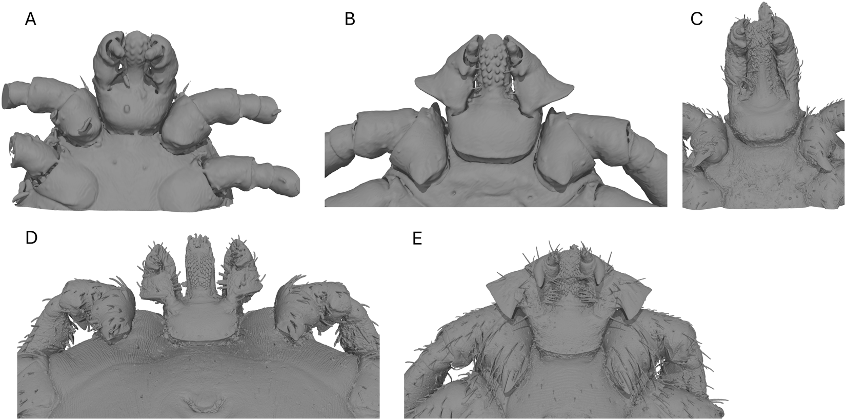 Scientific figure with five labeled microscopy views of tick mouthparts, showing ventral capituli and coxa I with hypostome detail across life stages and sexes. See long description.