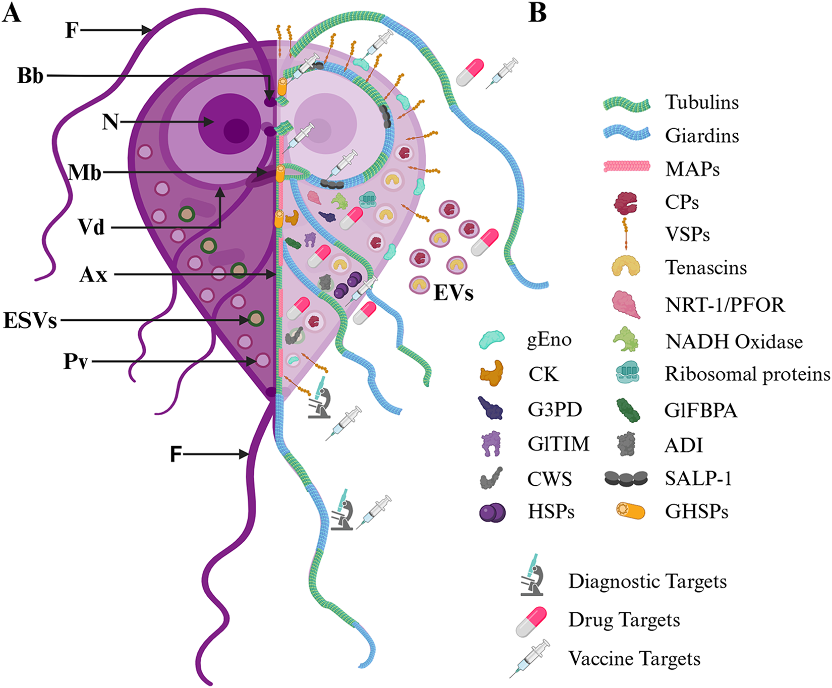 A diagram showing trophozoite morphology and key proteins with subcellular localization. See long description.
