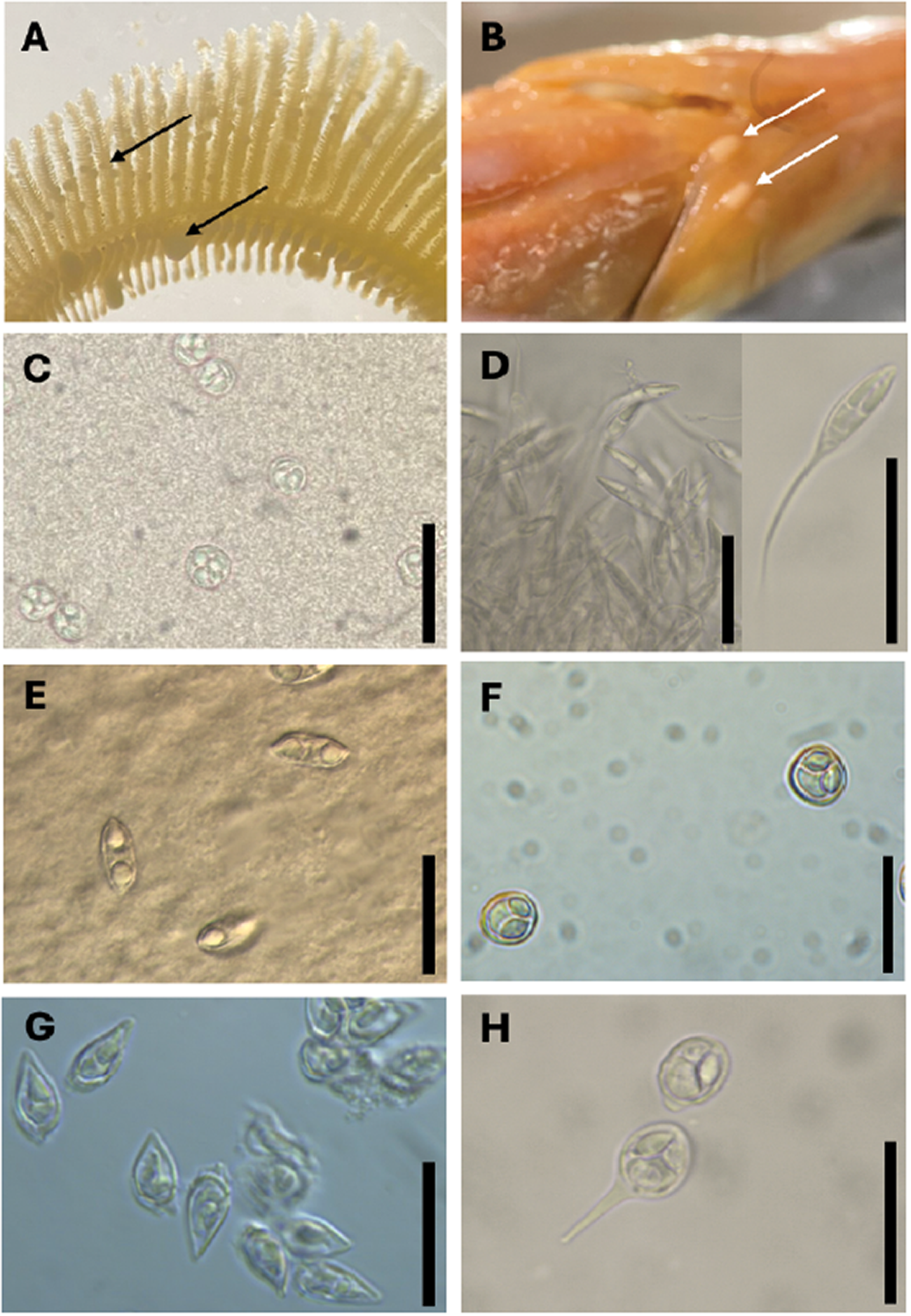 A composite micrograph figure with eight sub-images (A–H) showing surface projections and multiple microscopic structures with arrows and scale bars. See long description.