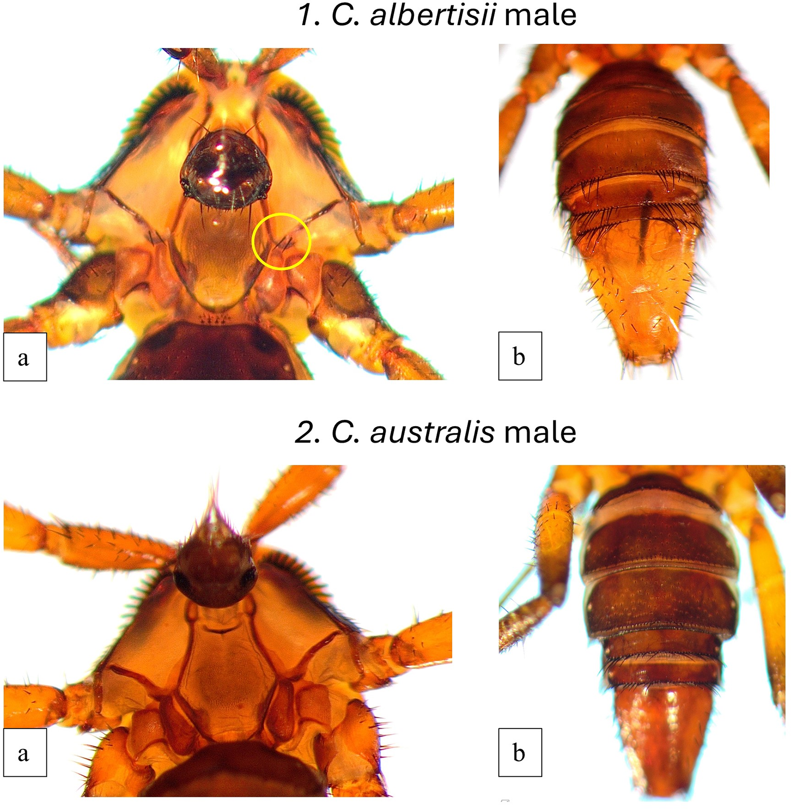 Images of male bat flies: C. albertisii and C. australis, showing thorax and abdomen features for species identification. See long description.
