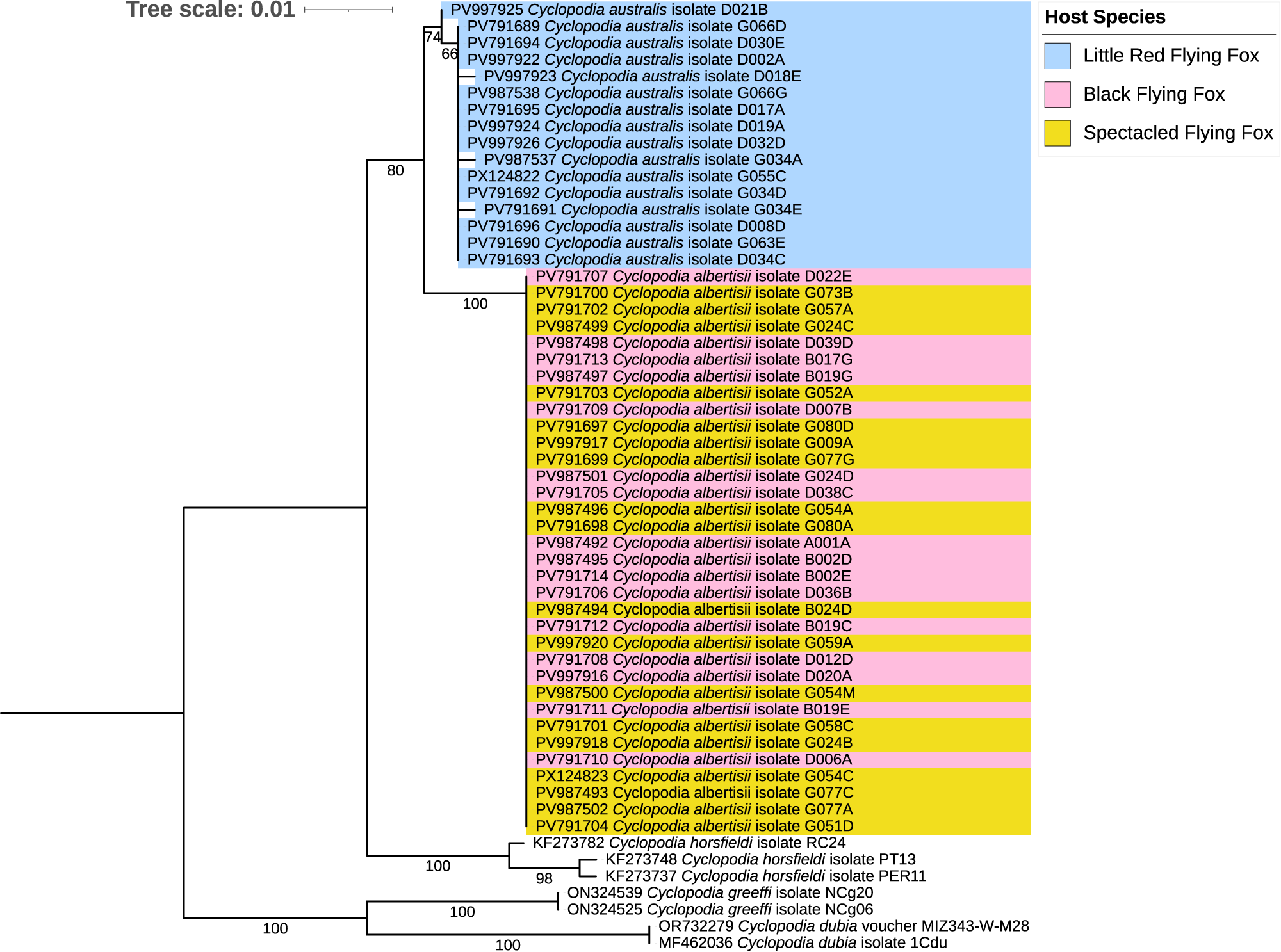 Maximum likelihood phylogenetic tree of Cyclopodia bat flies showing host species associations. See long description.