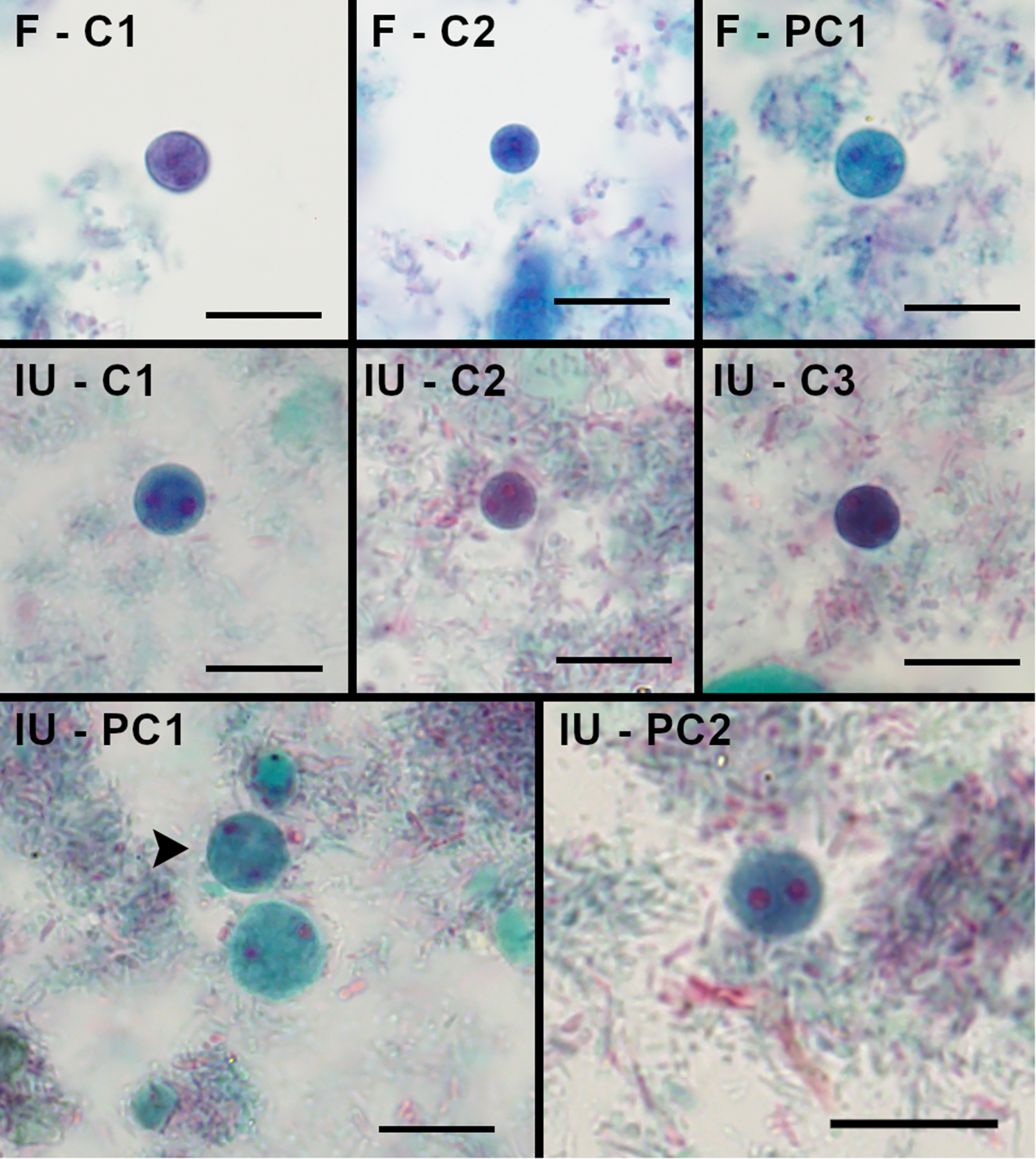 A composite micrograph with 8 labeled sub-images showing round purple and blue stained cells on a pale background with scale bars. See long description.