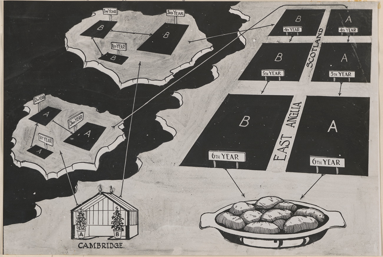 A thematic map-diagram of parts of the UK showing a virus-free potato seed scheme from Cambridge through two island areas, Scotland and East Anglia, marked with A and B stages and year labels. See long description.