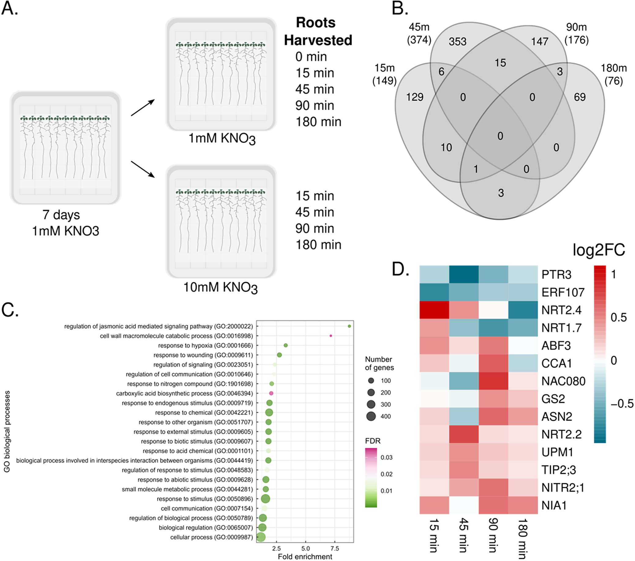 A four-panel composite showing experimental design, overlap of differentially expressed genes, gene ontology enrichment, and a heatmap of nitrogen-responsive gene expression. See long description.