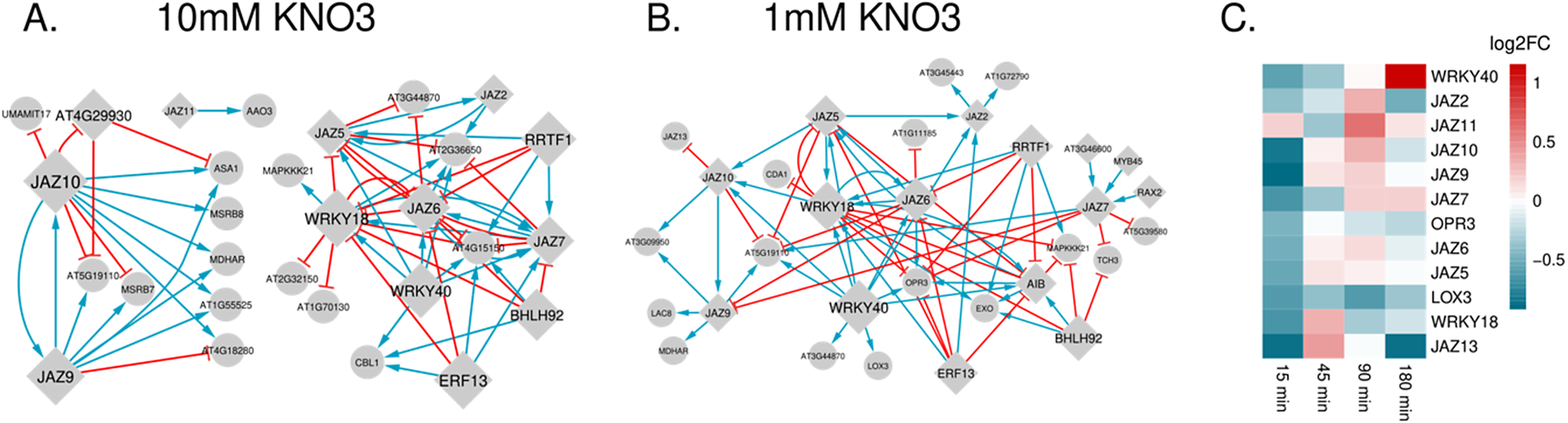 Three-panel comparison of gene interaction networks under two KNO3 concentrations and a heatmap of differentially expressed genes related to JA signaling. See long description.