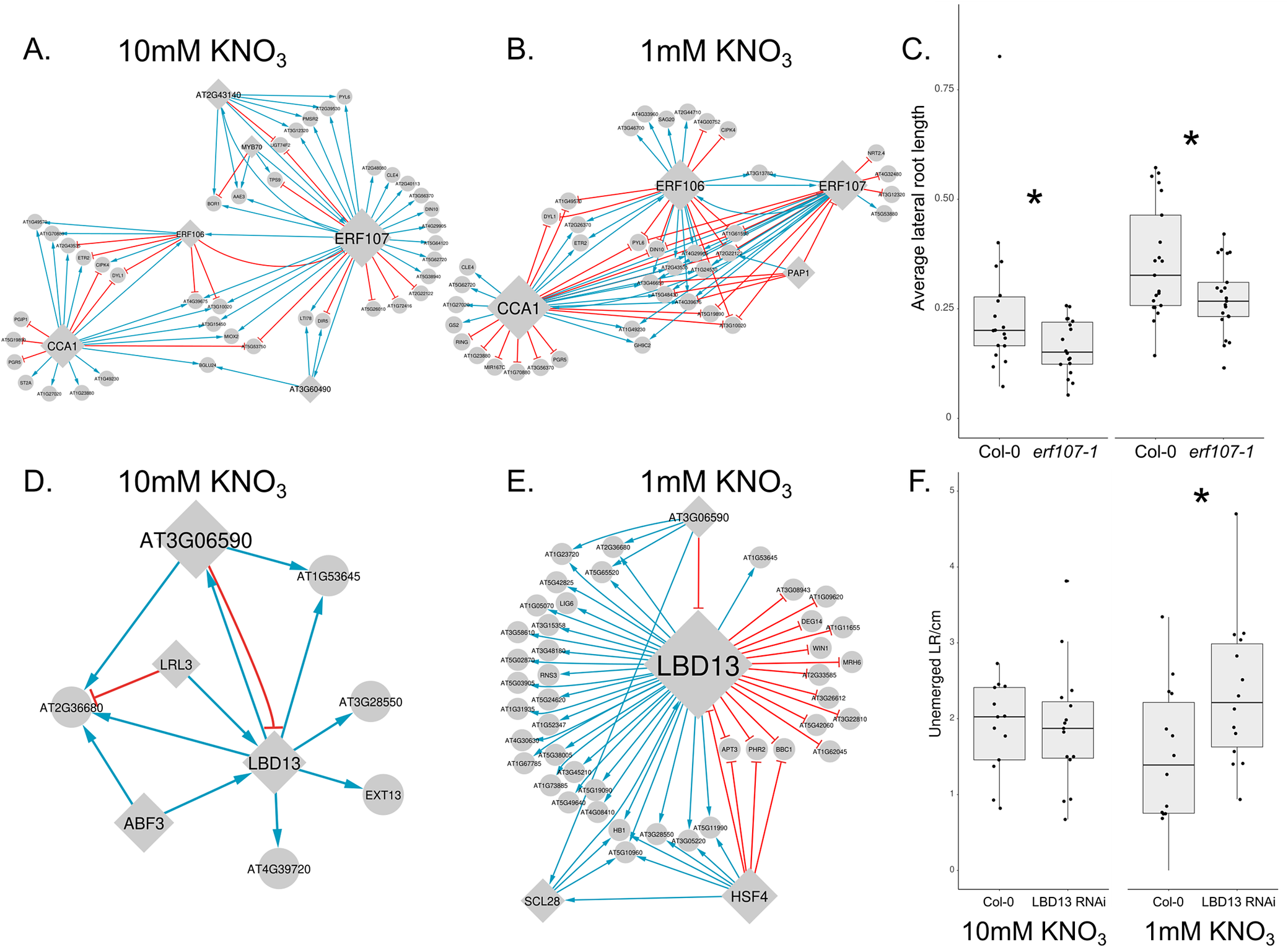 Multi-panel showing ERF107 and LBD13 network rewiring under KNO3 and box plots of root traits in mutants versus wild-type. See long description.