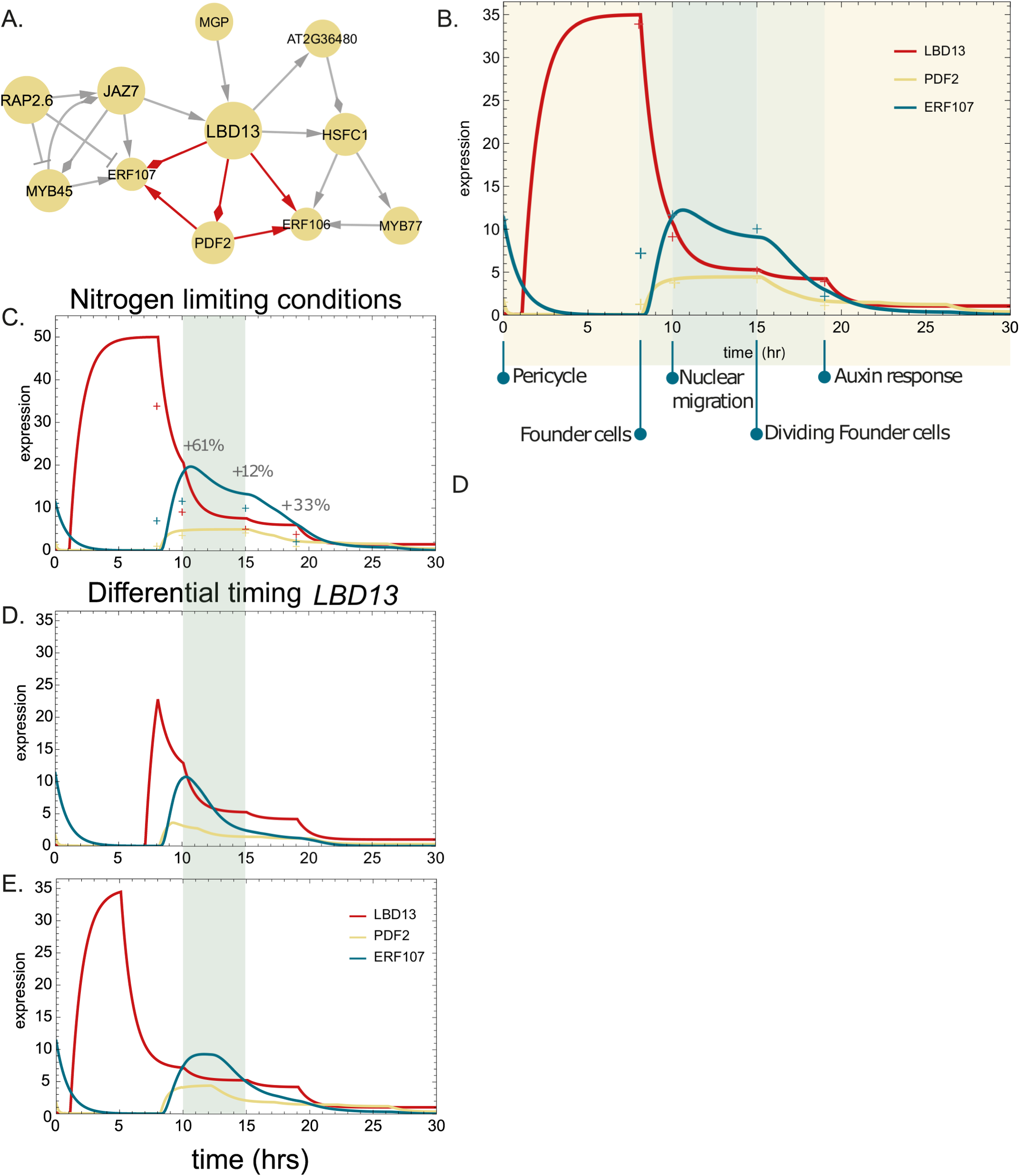 Five-panel figure showing a regulatory network and expression modeling of LBD13, PDF2, and ERF107 during lateral root development under various conditions. See long description.