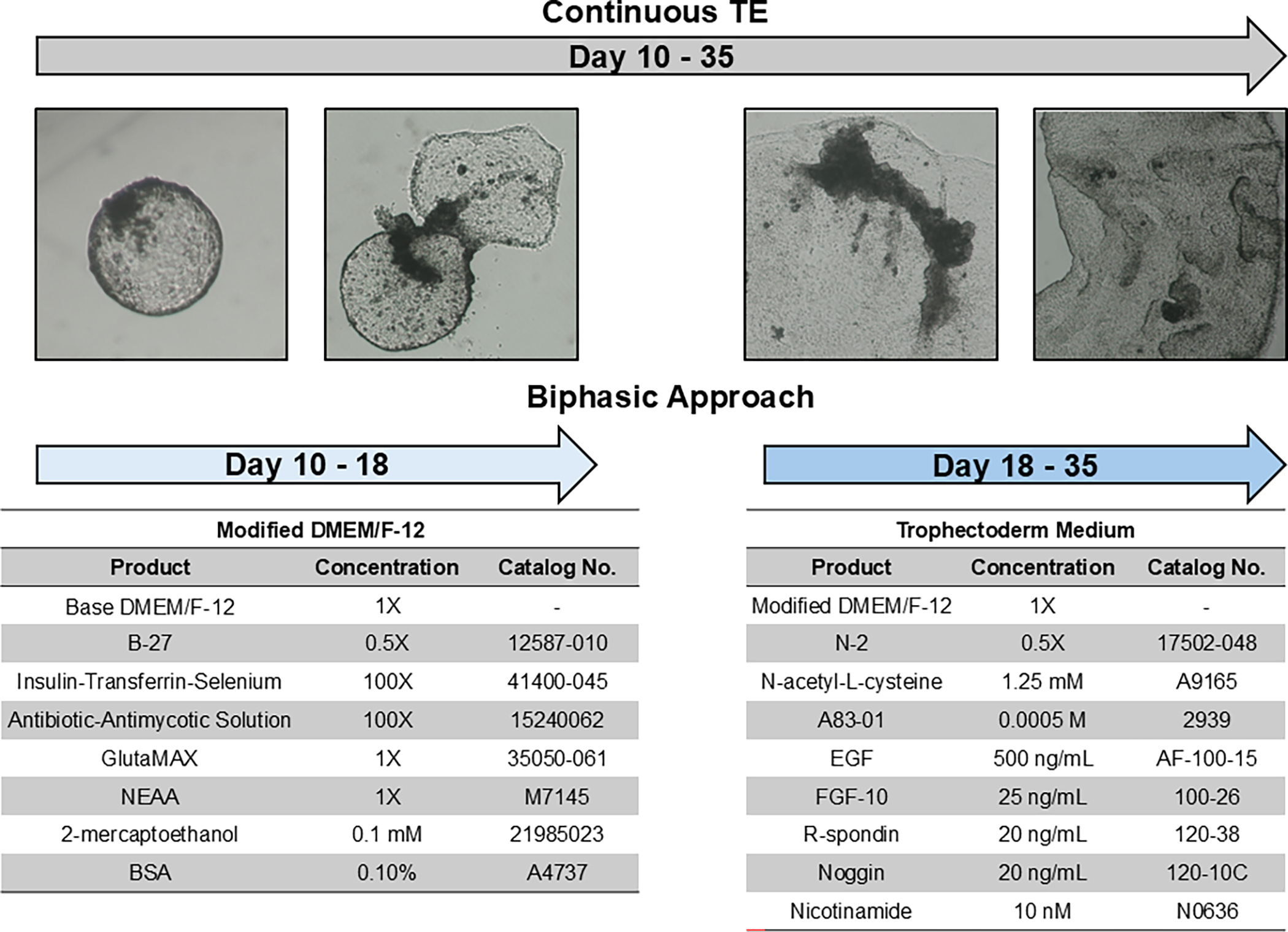 A table comparing biphasic and continuous trophectoderm culture strategies, detailing media components and culture periods.