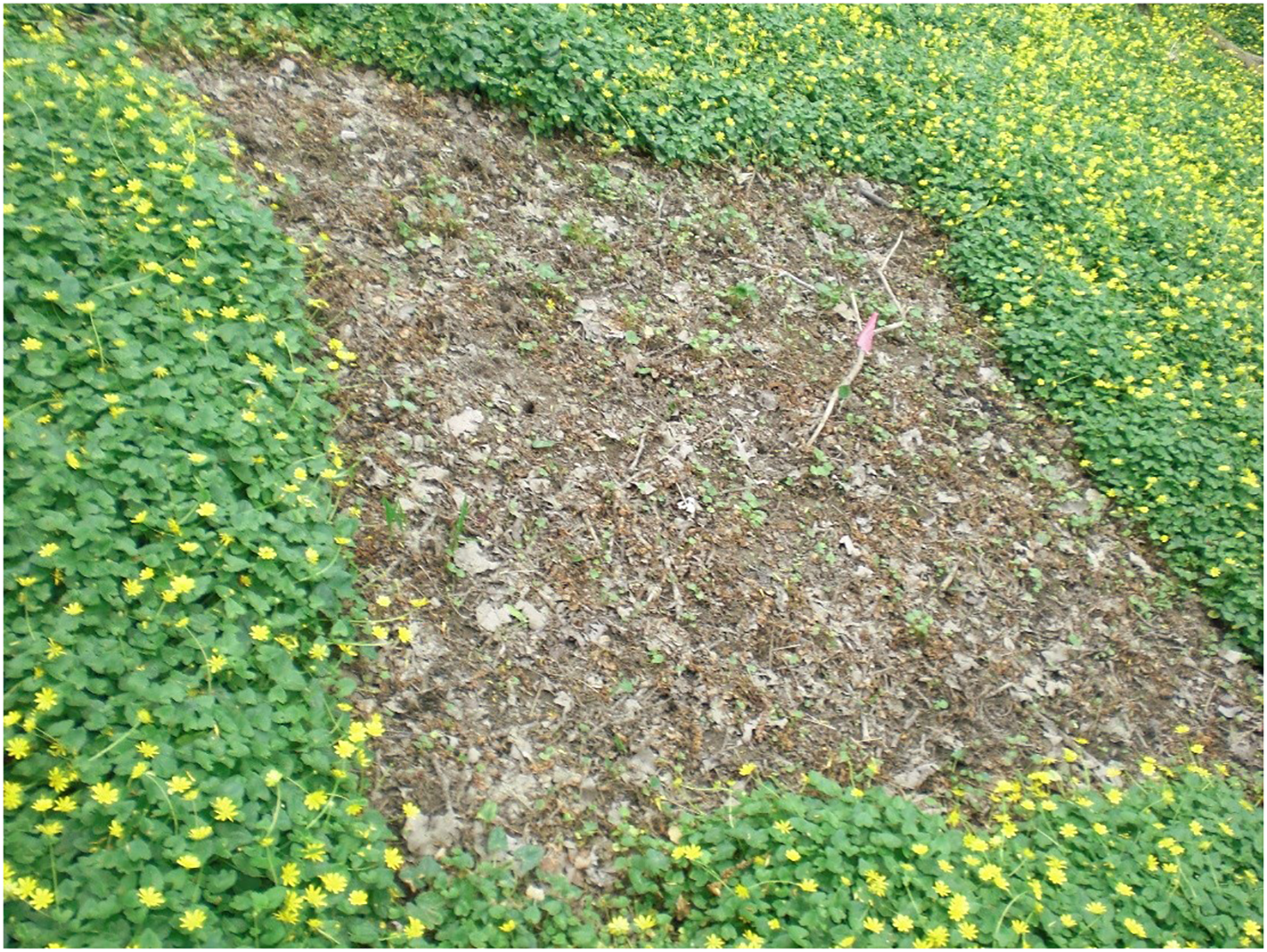 A plot treated with glyphosate showing sparse vegetation and bare soil