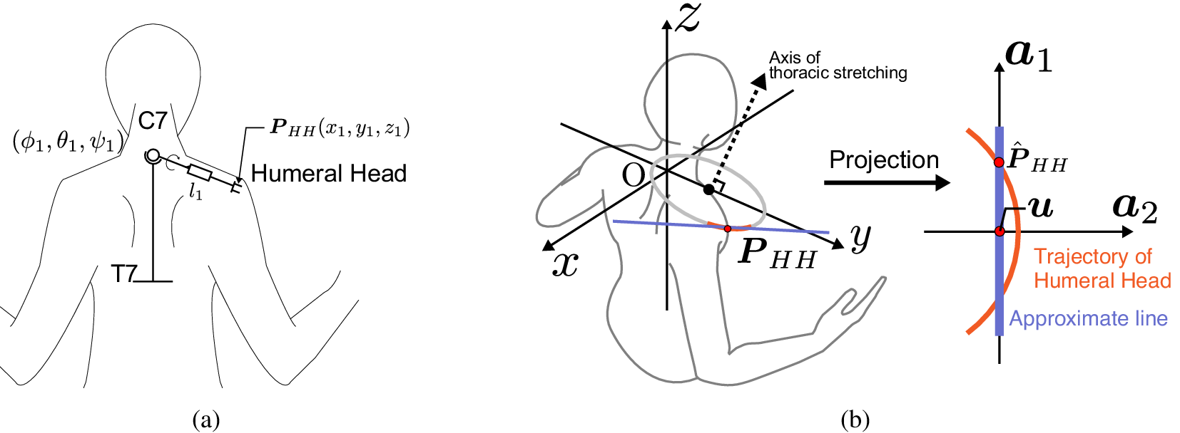 Two-panel schematic showing a shoulder link model with labeled humeral head position and a projected trajectory of the right humeral head compared to its approximate line. See long description.