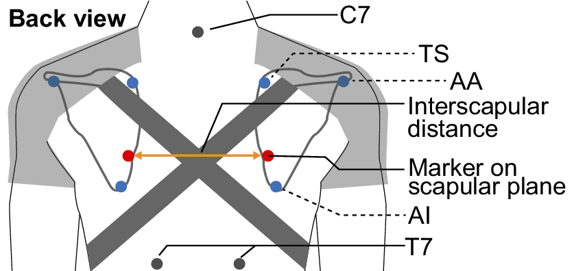 Schematic showing retroreflective markers on the scapular plane and labeled points C 7, T 7, T S, A A, and A I with interscapular distance marked by an arrow. See long description.