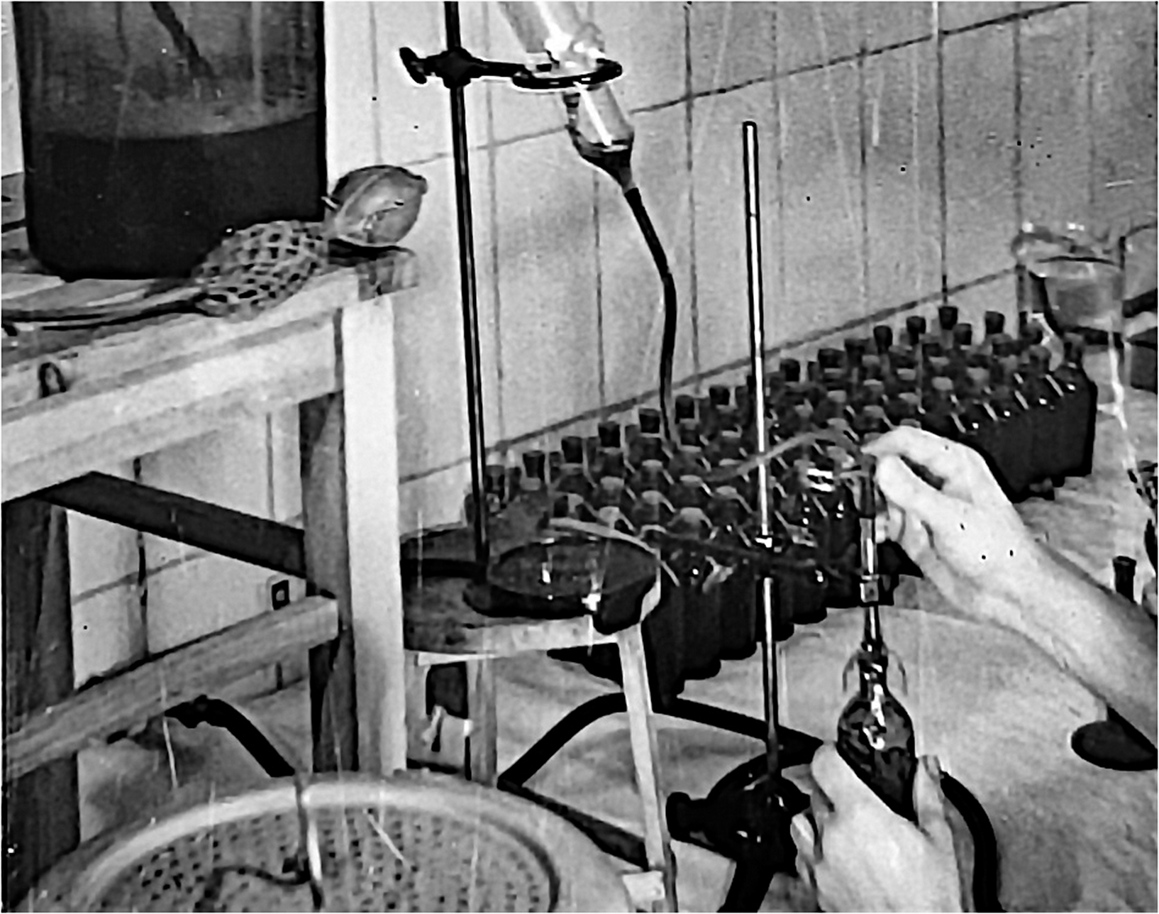 A black and white photo showing the manual bottling of liquid into small vials using a gravity-fed tube system in a laboratory setting. See long description.