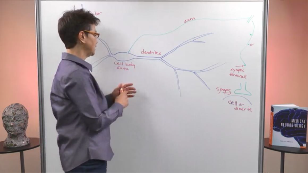 Photo of a researcher standing by a whiteboard with a hand-drawn neuron. Labels from left to right include cell body soma, dendrites, axon, synaptic terminal, and synapse connecting to another cell or dendrite.