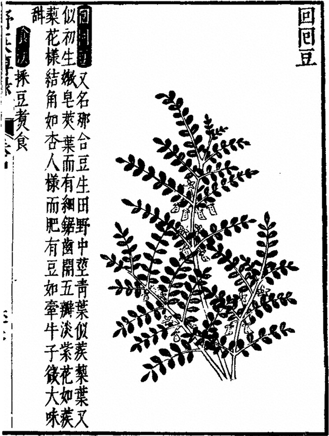 Woodblock print illustration of a Muslim Bean plant with pinnate leaves and small hanging pods. Vertical columns of Chinese characters are positioned at the top right and along the left side of the central botanical drawing.