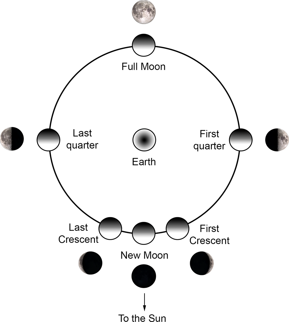 Diagram showing the phases of the Moon around Earth, including full moon, first quarter, last quarter, new moon and crescents. See long description.