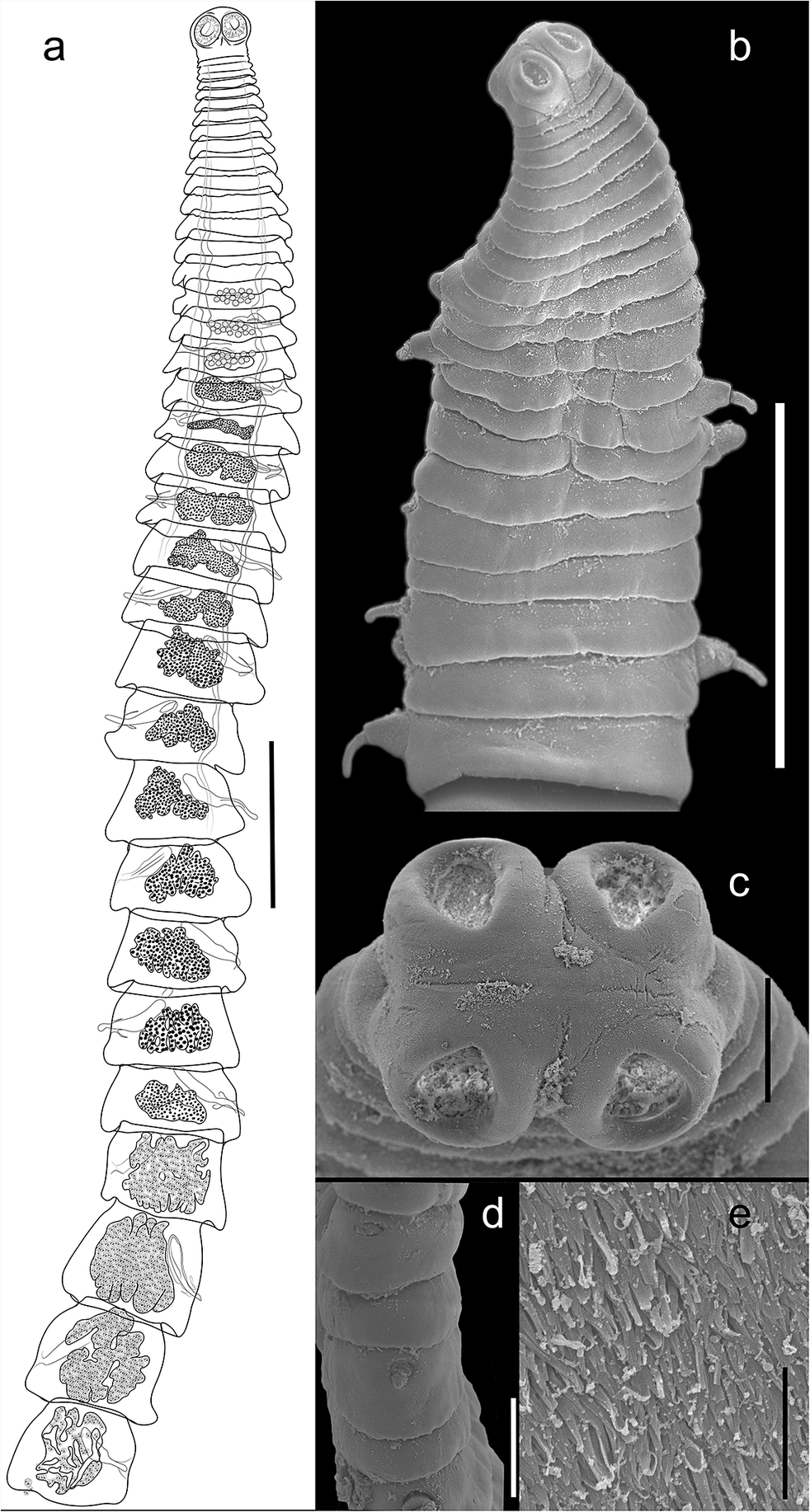 A five-panel composite showing anatomical and ultrastructural features of Monoecocestus viscaciae, including whole specimen, scolex, genital pores, and spinitriches. See long description.