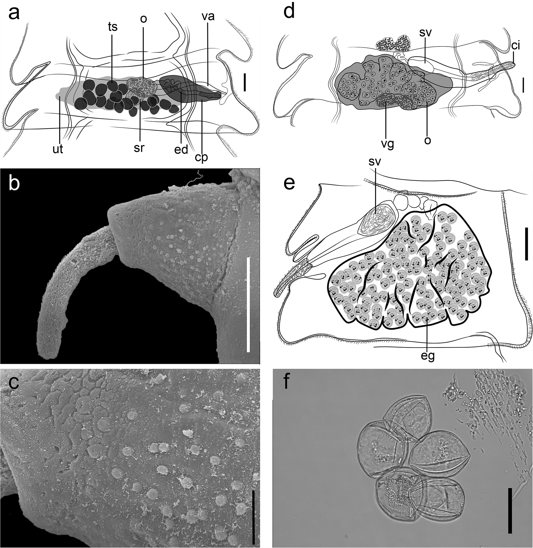 A six-panel composite showing anatomical drawings and micrographs of Monoecocestus viscaciae structures, including mature and gravid proglottids, cirrus, genital papilla, and eggs. See long description.