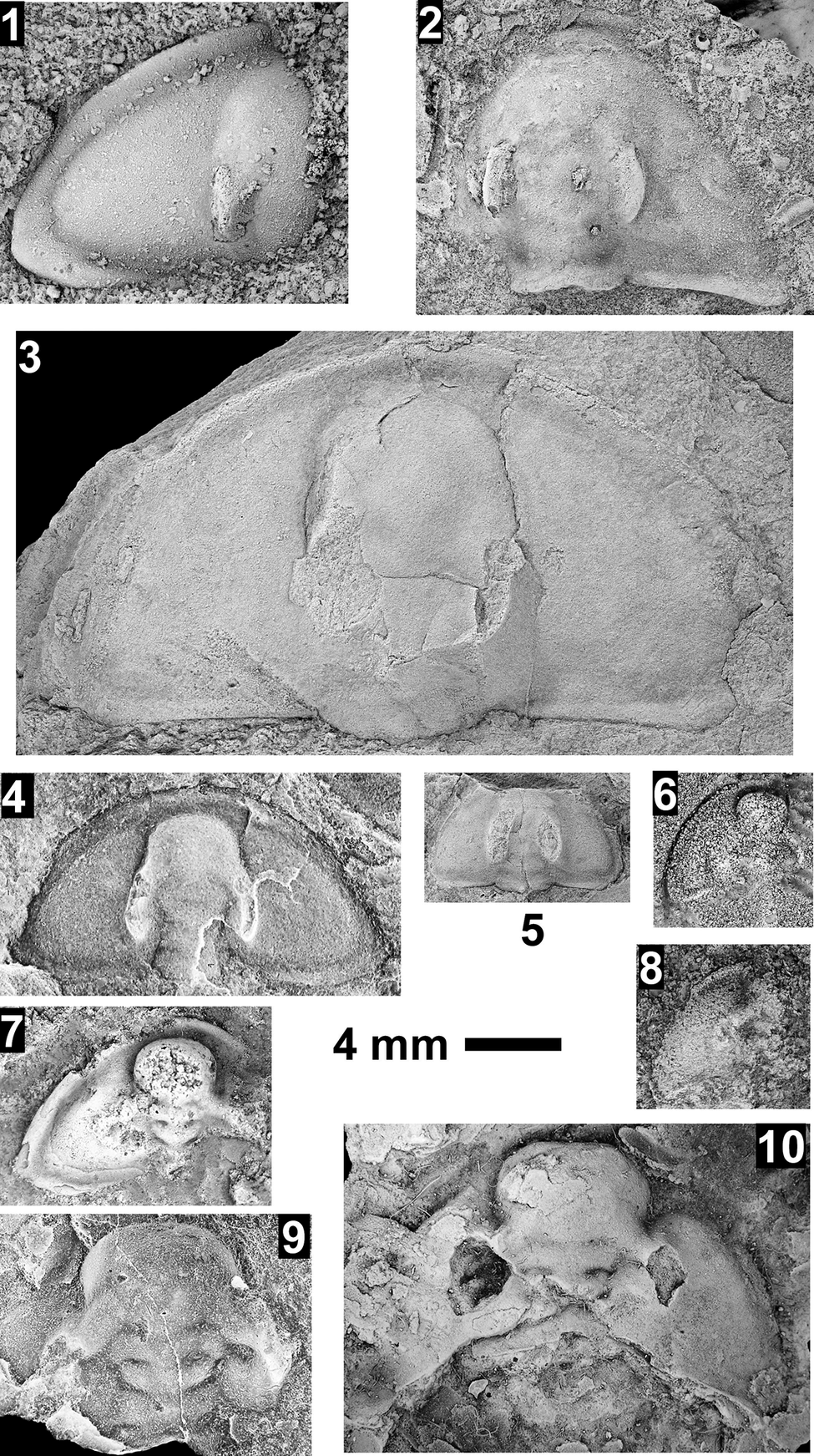 Figure 19
