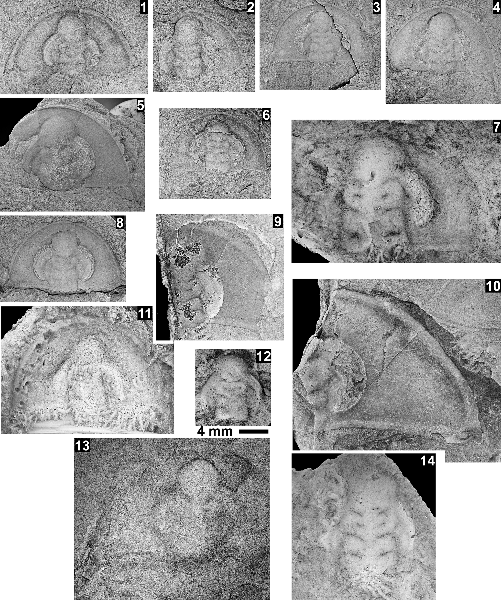 Figure 20