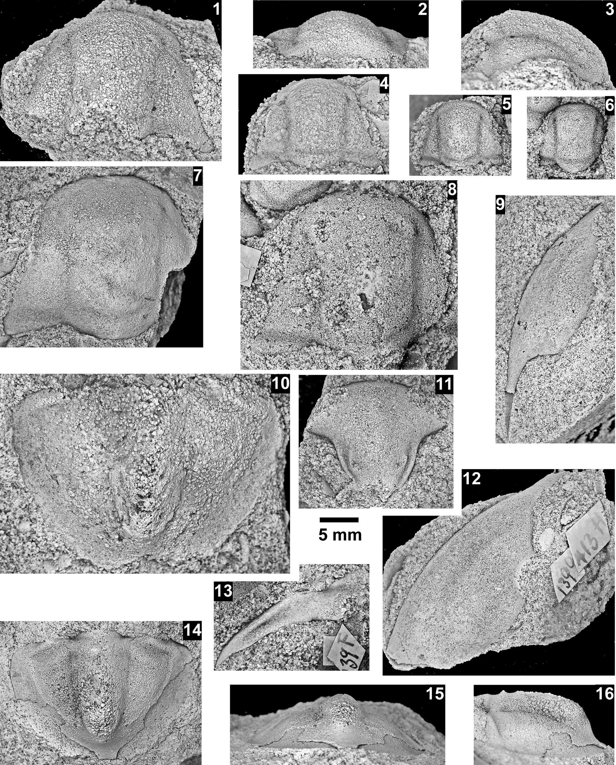 Figure 24