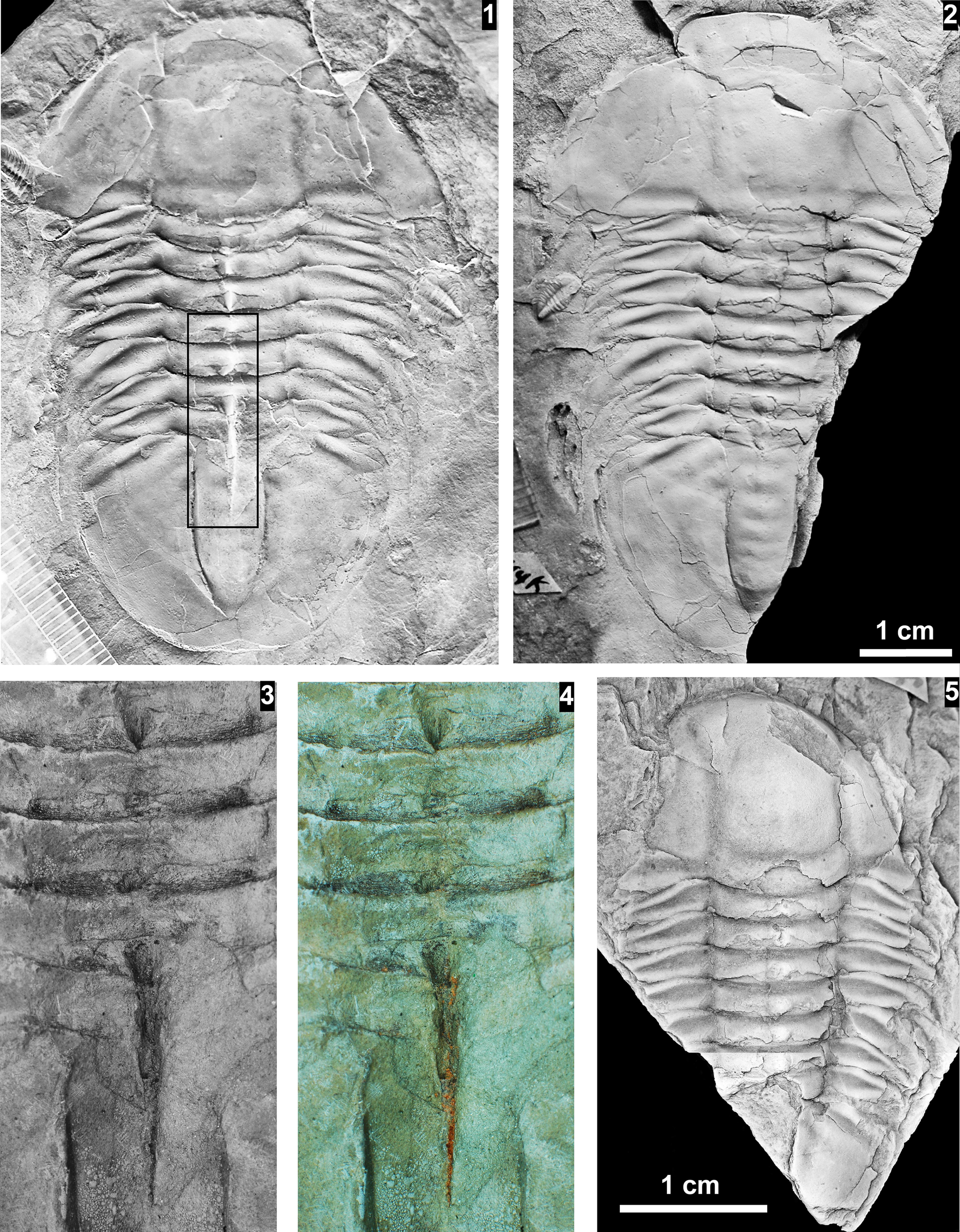 Figure 25