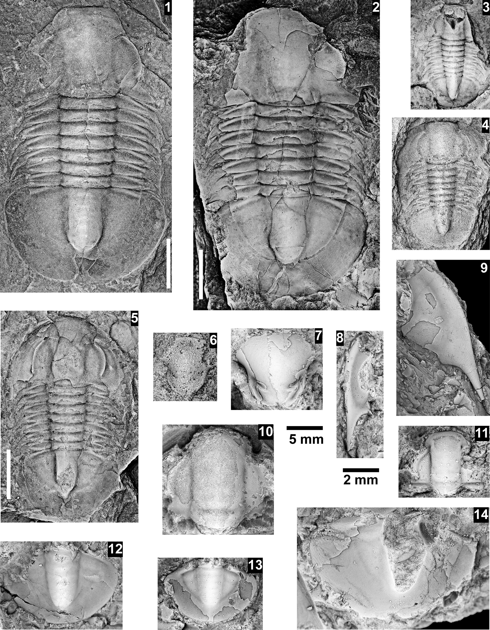 Figure 29