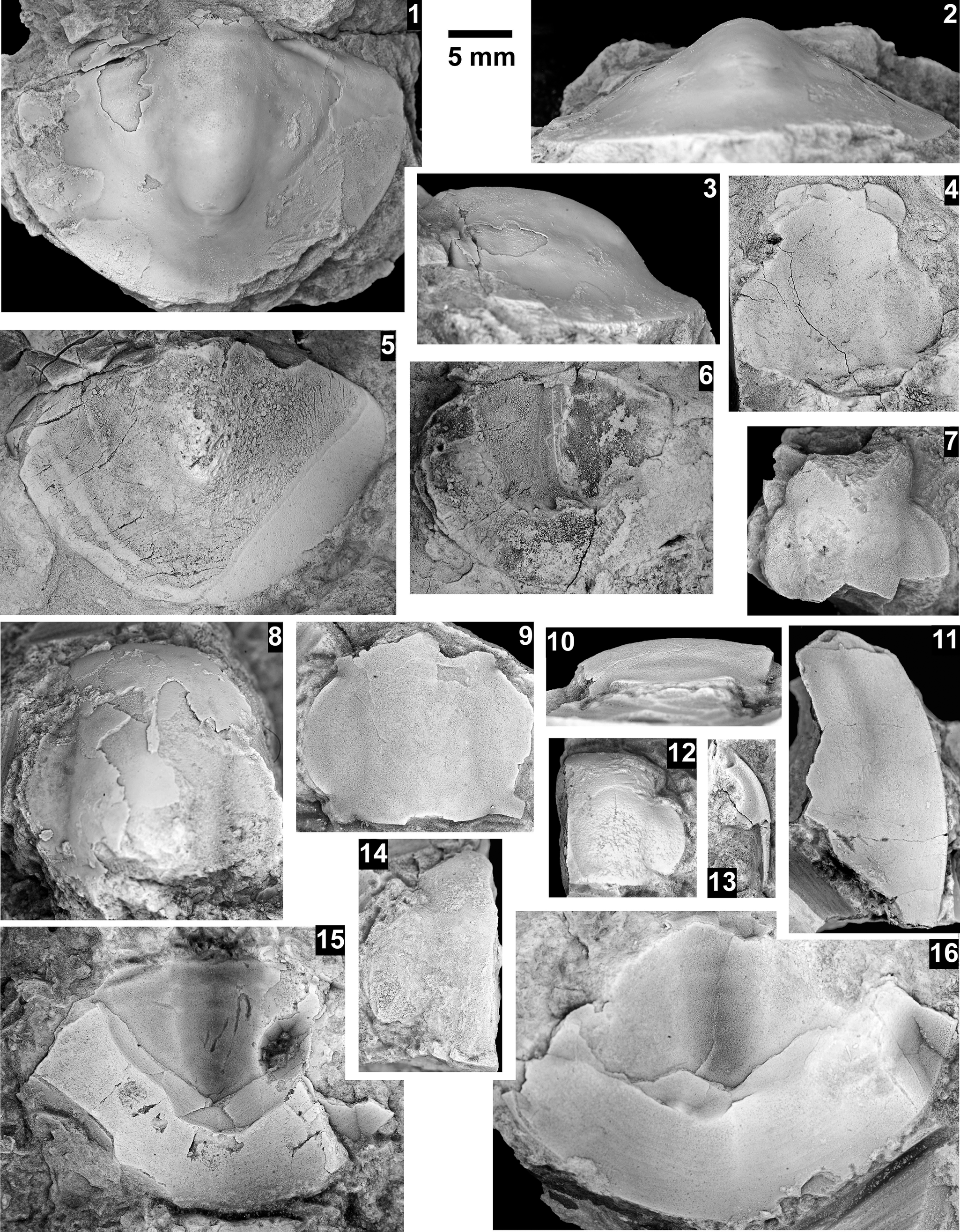 Figure 30