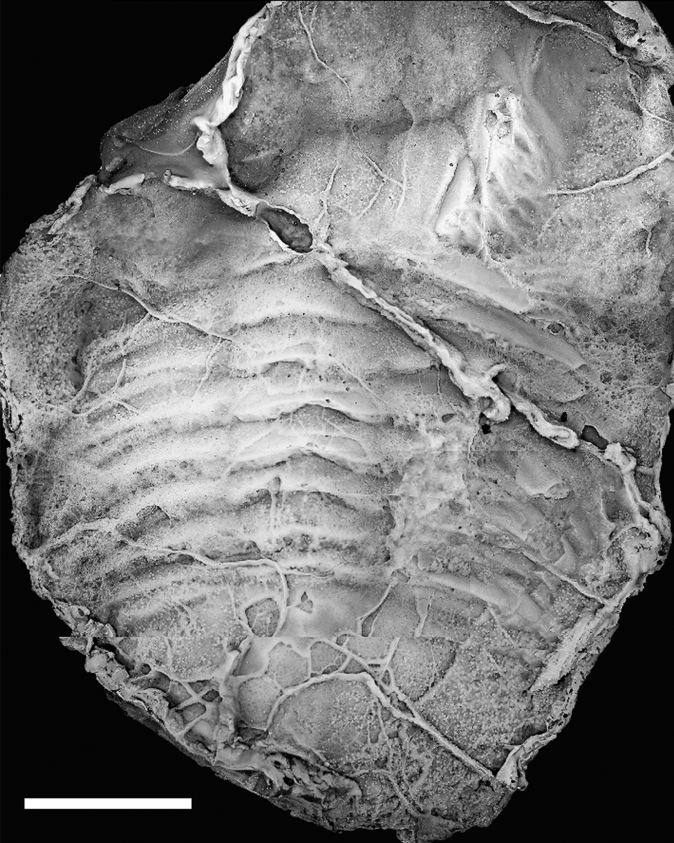 Figure 31