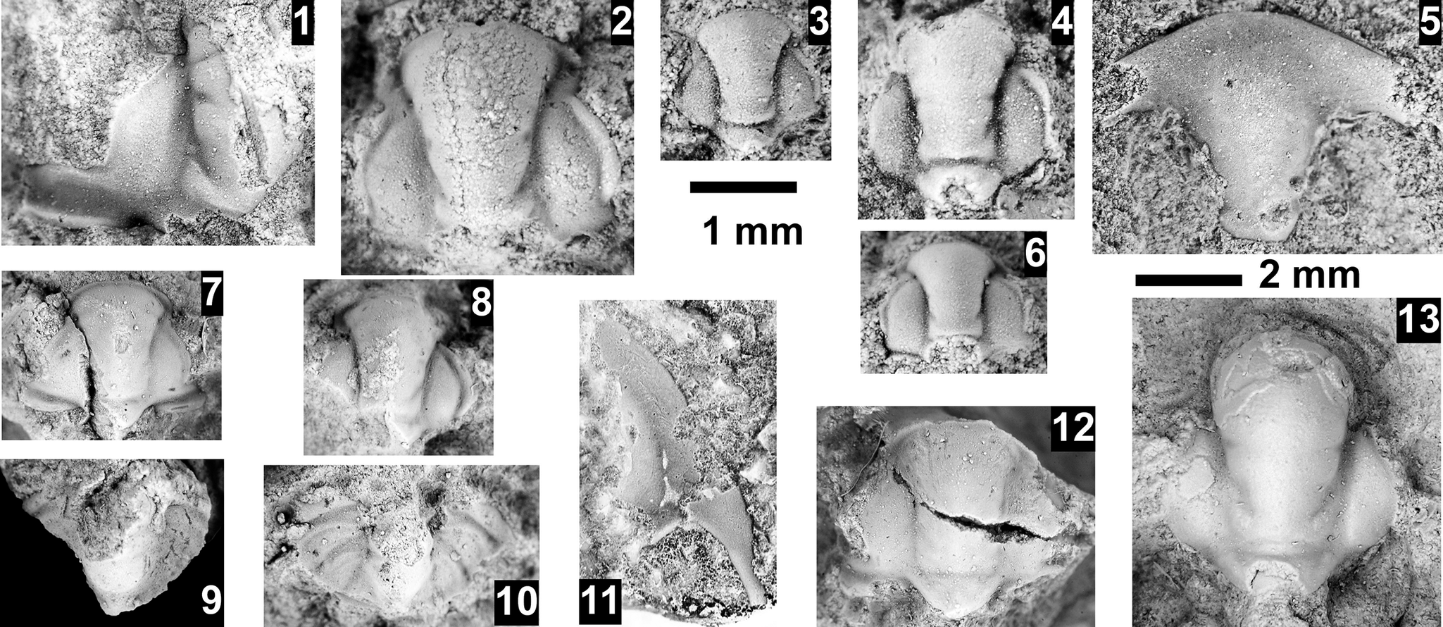 Figure 32